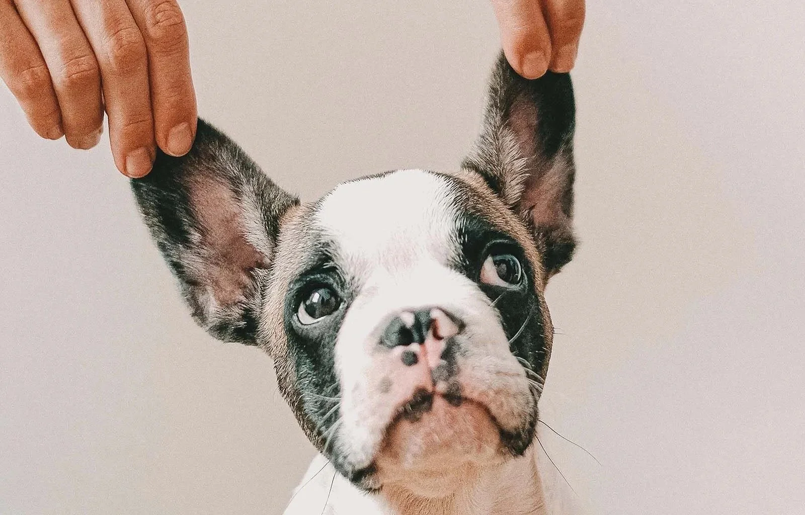 A person holding the ears of a French Bulldog puppy with a white and black coat, against a plain background.