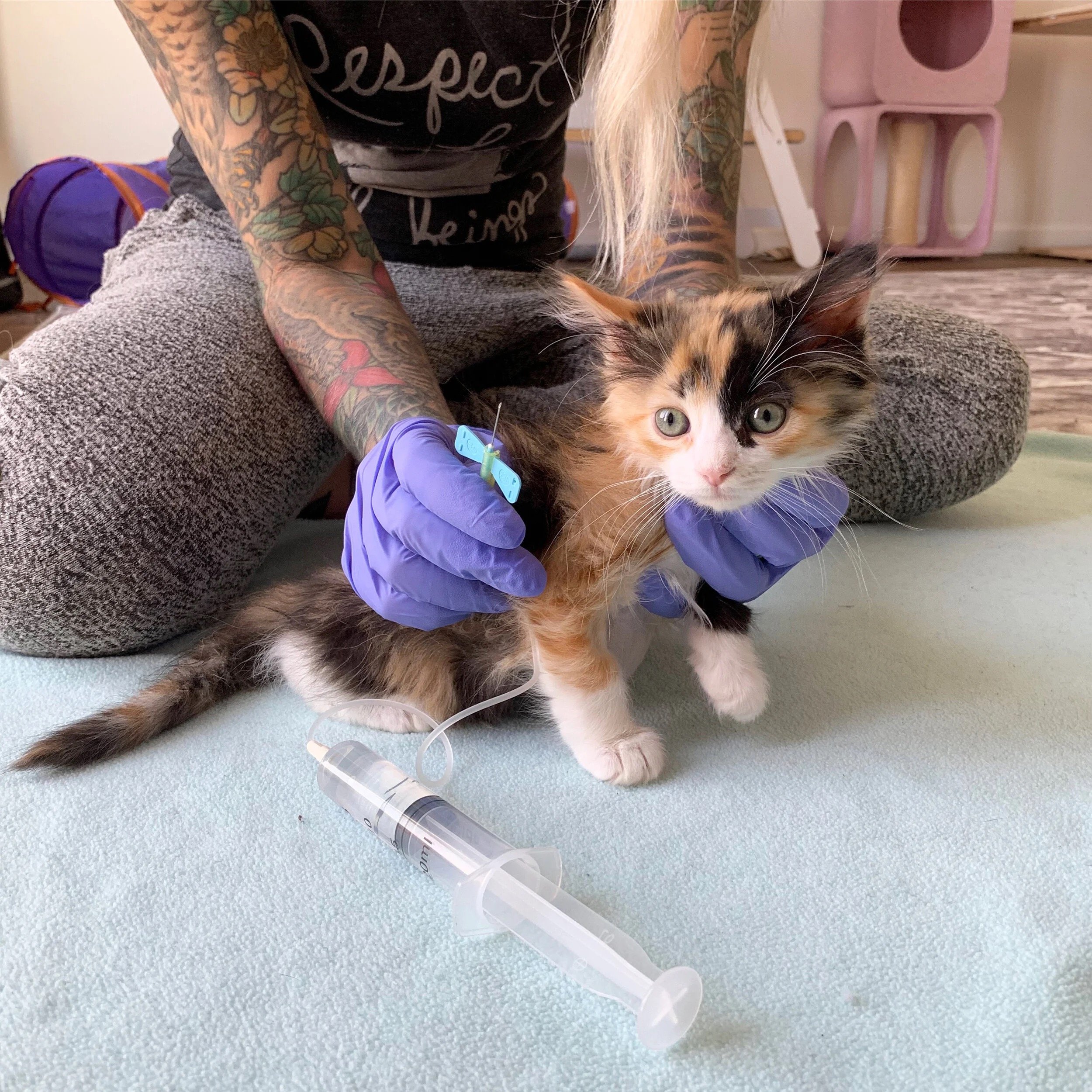 A veterinarian wearing purple gloves holds a calico kitten near a syringe, preparing for vaccination in a veterinary clinic.