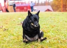 Black dog sitting on grass in a park with autumn trees in the background.