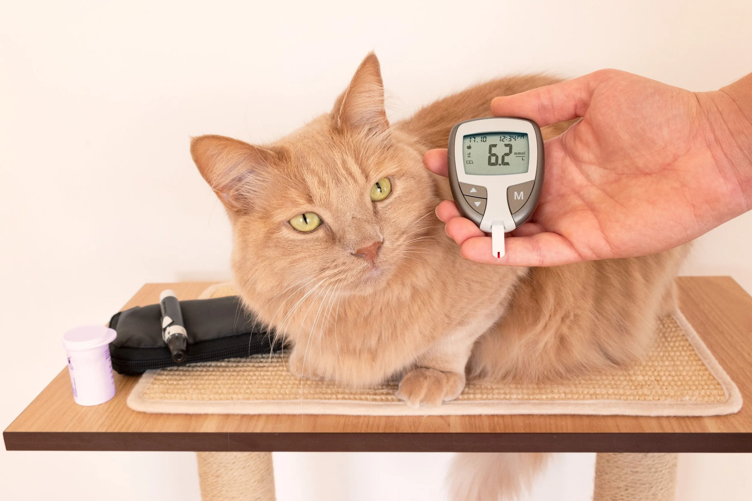 A ginger cat sitting on a grooming table, having its blood sugar level taken with a blood glucose meter.