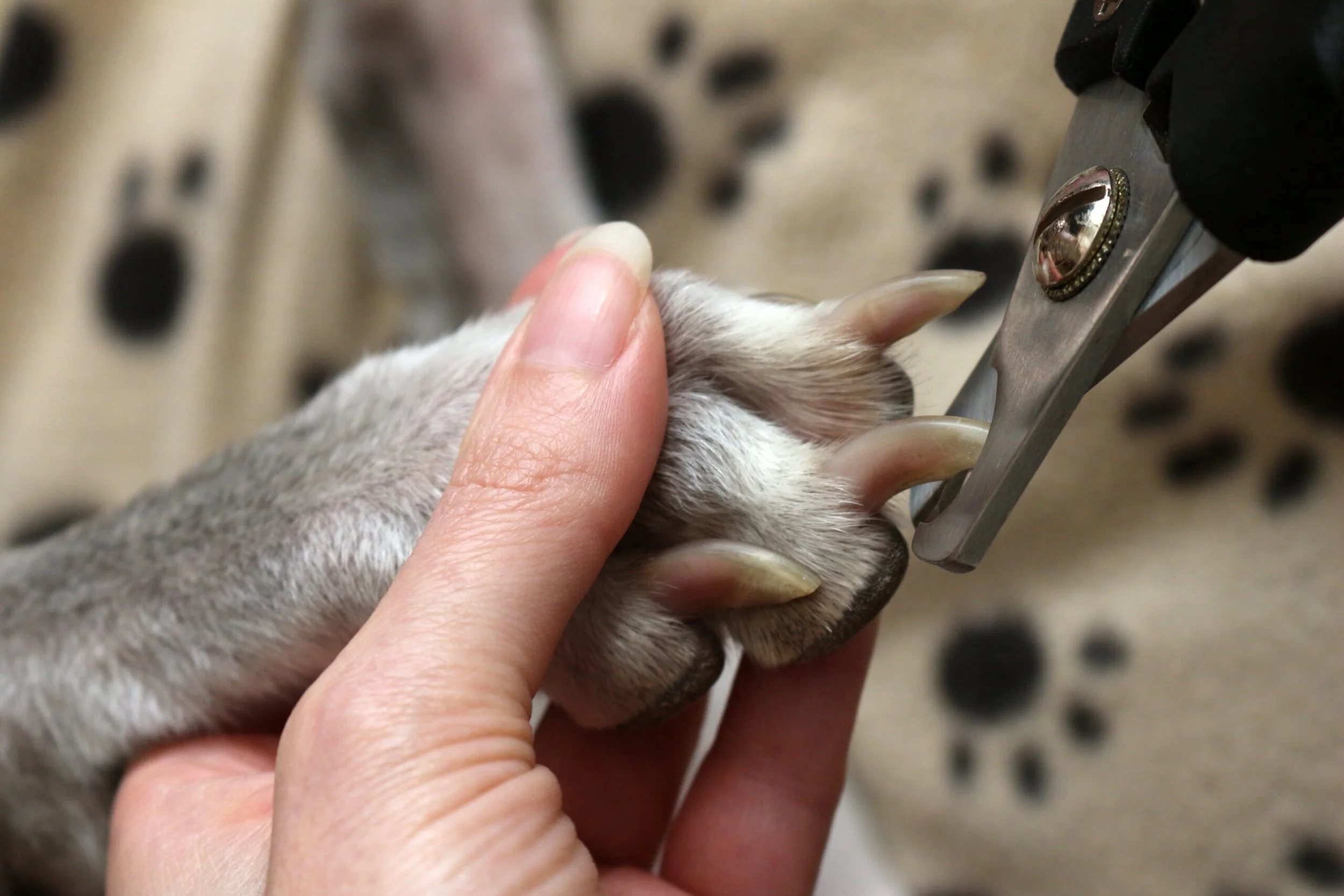 A person grooming a dog's paw with nail clippers.