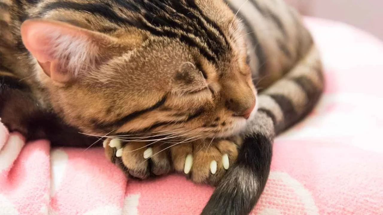 Close-up of a sleeping tabby cat with brown and black striped fur on a pink blanket.