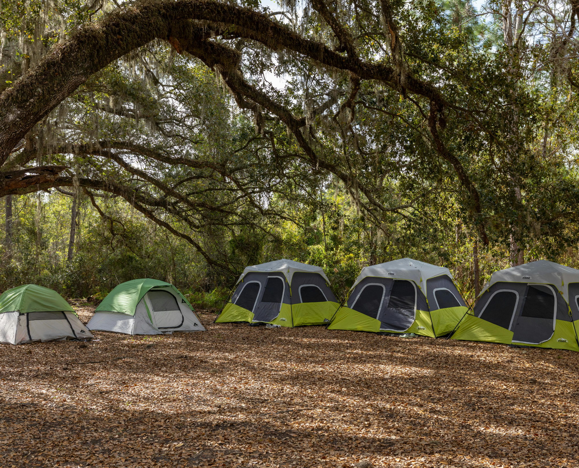 A campsite in a wooded area with multiple tents set up on the ground covered in fallen leaves, surrounded by tall trees and hanging moss.