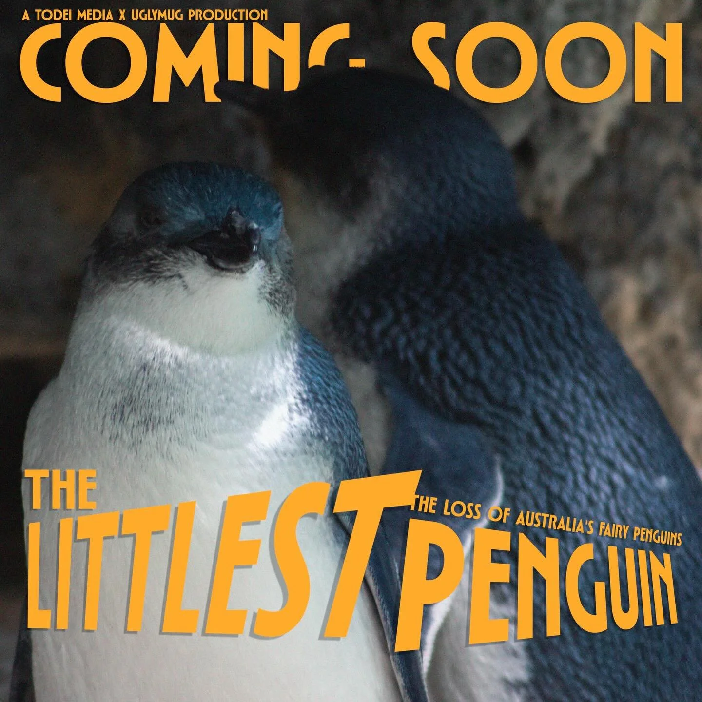 COMING SOON:
&lsquo;The littlest penguin: The loss of Australia&rsquo;s penguins&rsquo;

Following the decline of the Fairy Penguin&rsquo;s population and those who are seeking to conserve them, &lsquo;The littlest penguin&rsquo;, details the reasons