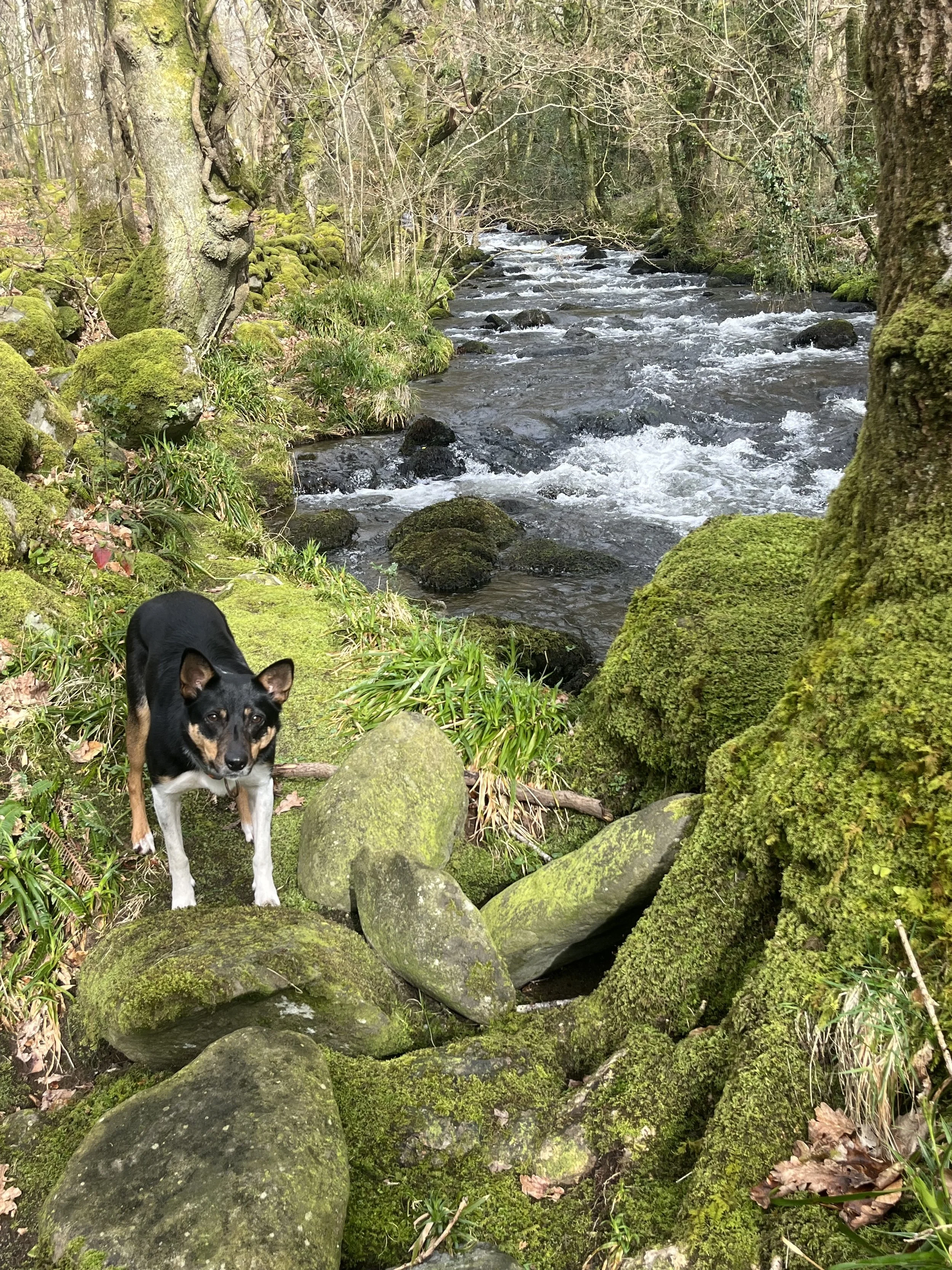 Ysgethin river walk