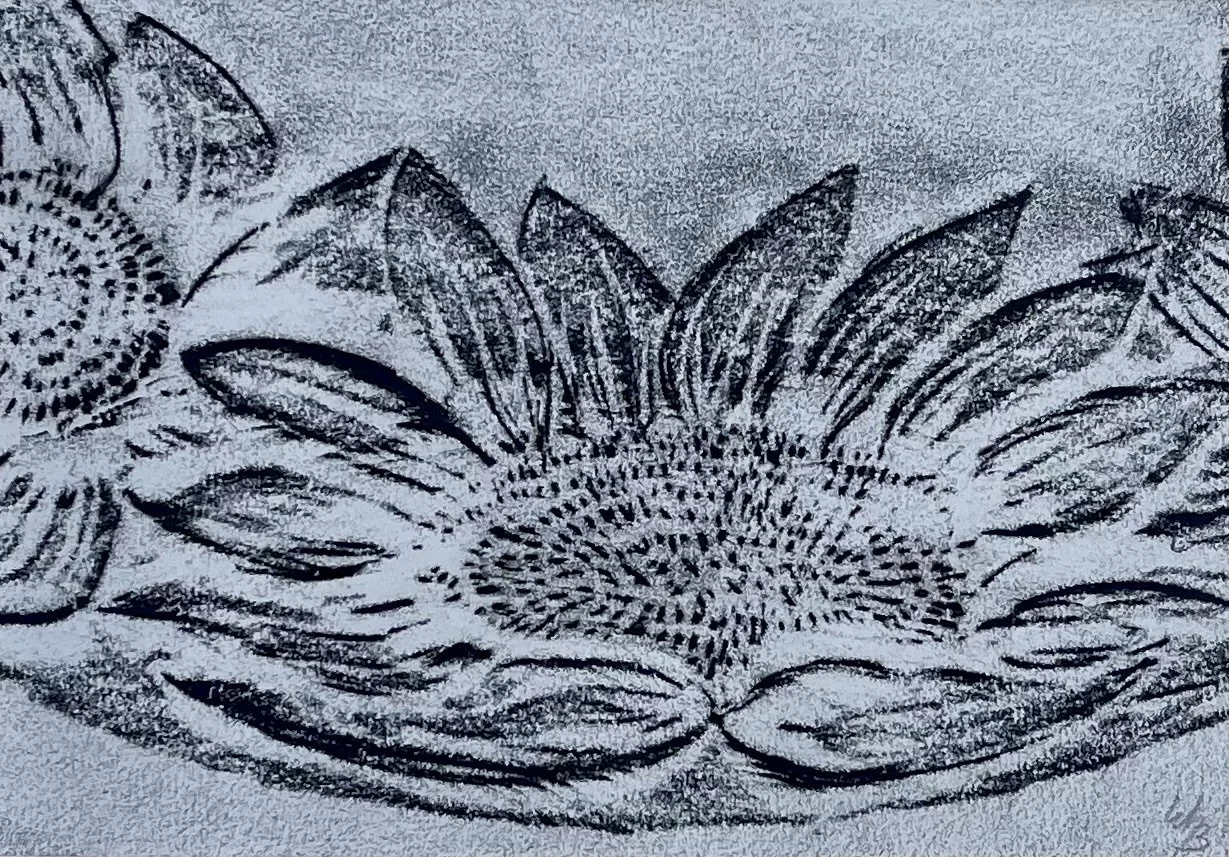 Artist Erin Stelmaschuk Biegel, western art, prairie inspired, Chinagraph Pencil rubbing on drawing paper , sunflower