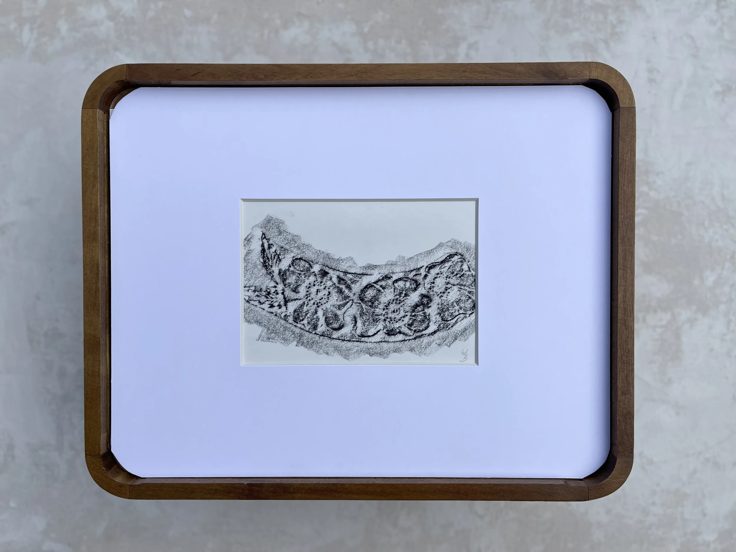 Artist Erin Stelmaschuk Biegel. Chinagraph Pencil rubbing on drawing paper, western art, prairie inspired, alberta wild rose