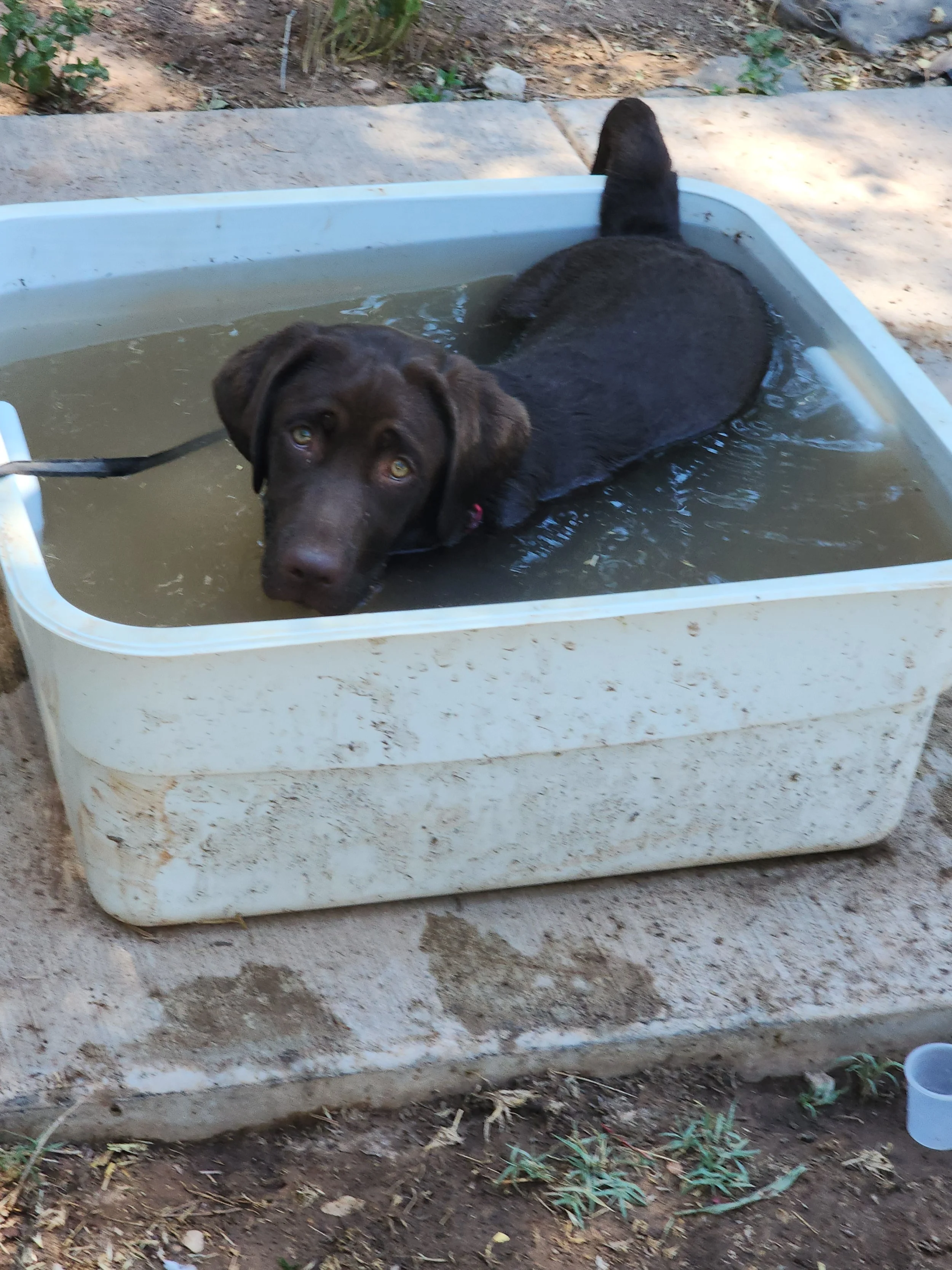 A black Labrador retriever dog lying in a plastic tub filled with muddy water outdoors on a concrete surface.