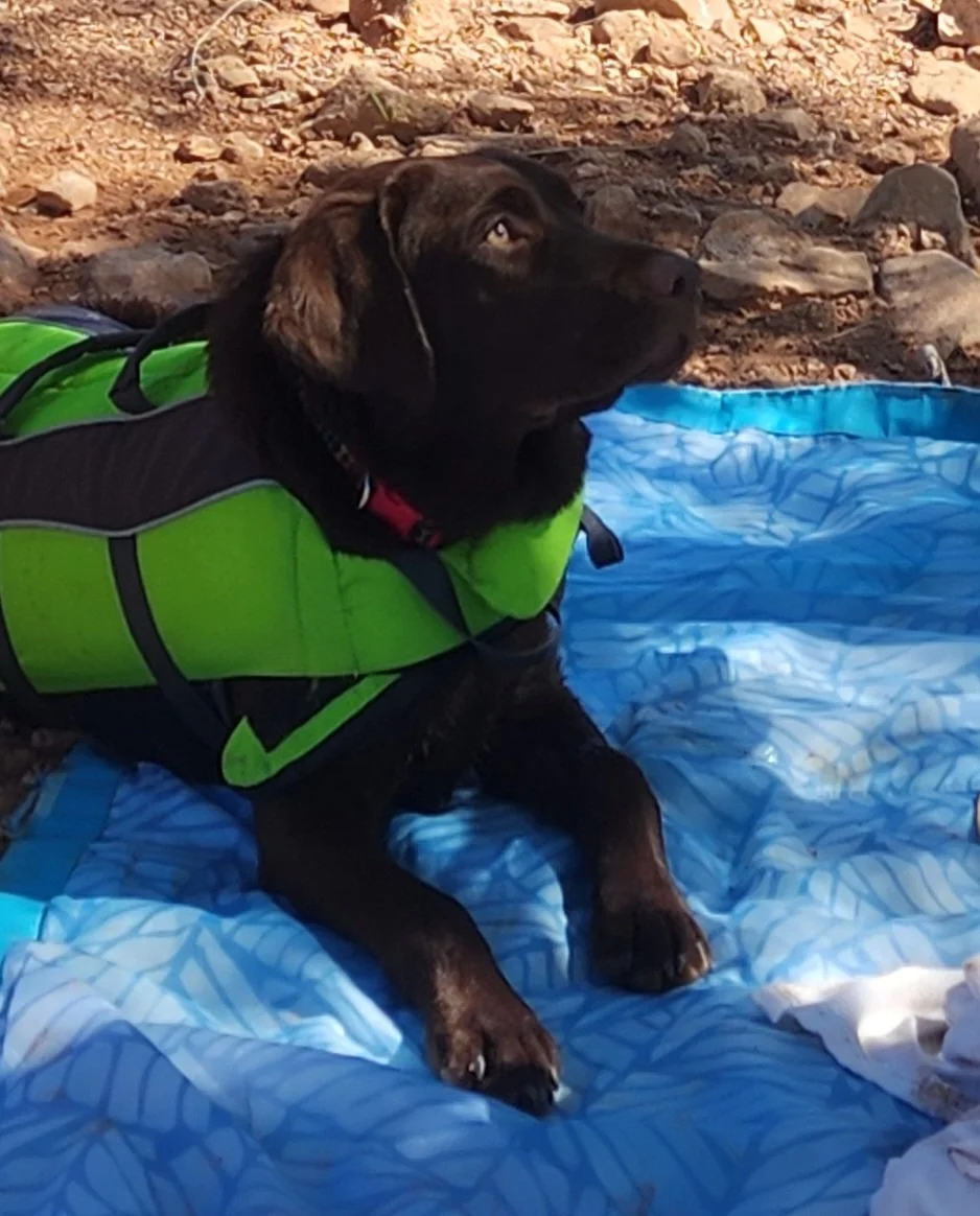 A black Labrador Retriever wearing a green and black life jacket, sitting on a blue and white patterned blanket on rocky ground, with a blue plastic pool nearby.