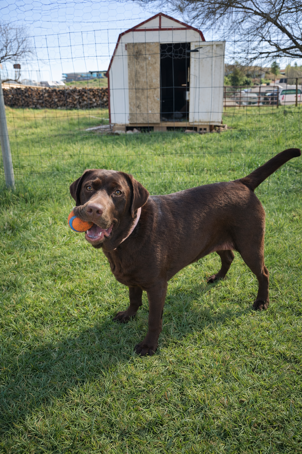 A brown dog with a ball in its mouth standing on green grass behind a wire fence, with a shed and trees in the background.