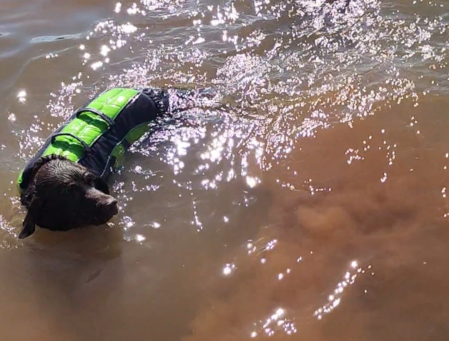 A black dog wearing a green life jacket swimming in a body of water, with sunlight reflecting off the water's surface.