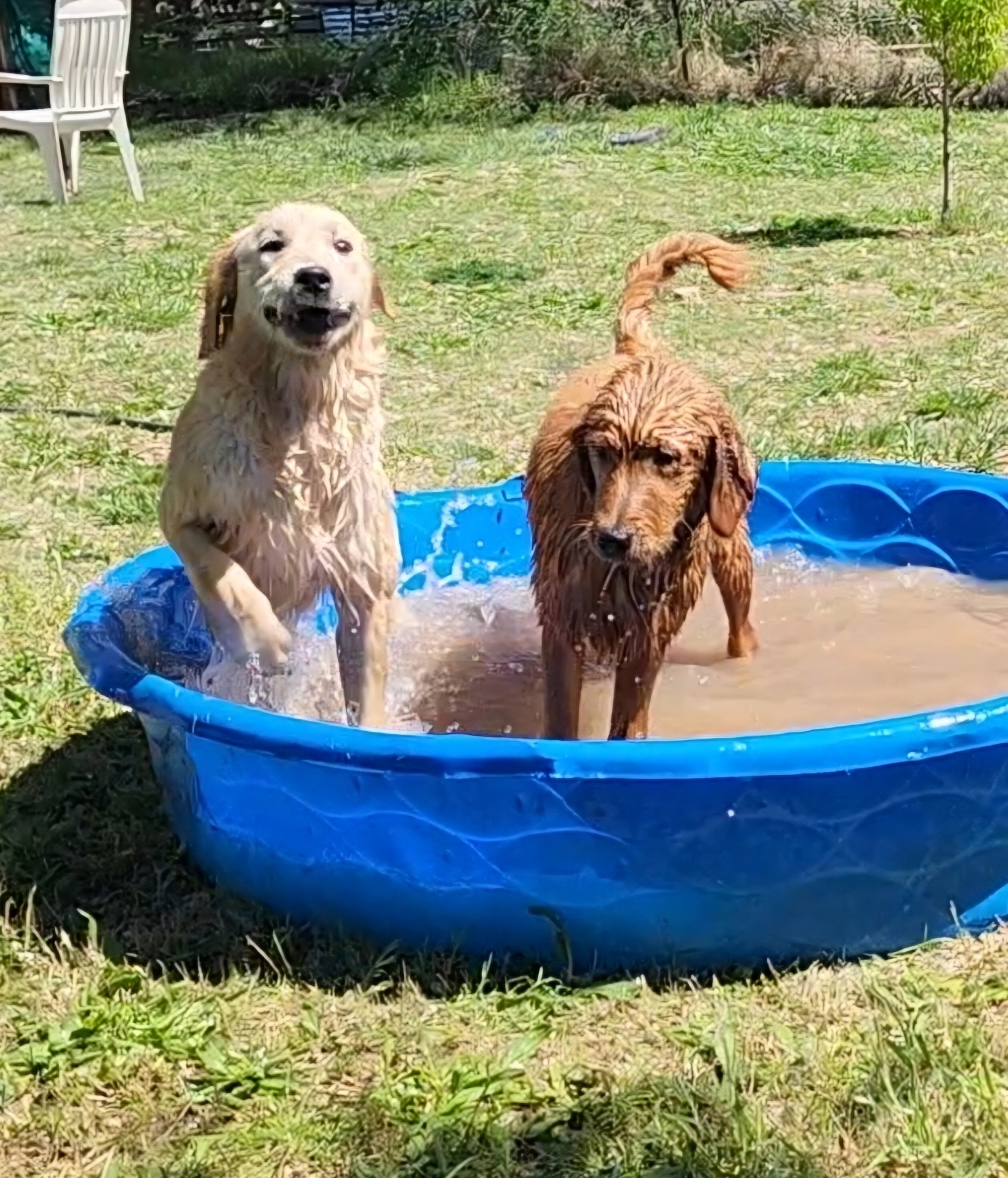 Two wet dogs, one light-colored and one darker, playing in a small blue plastic kiddie pool outdoors on grass.