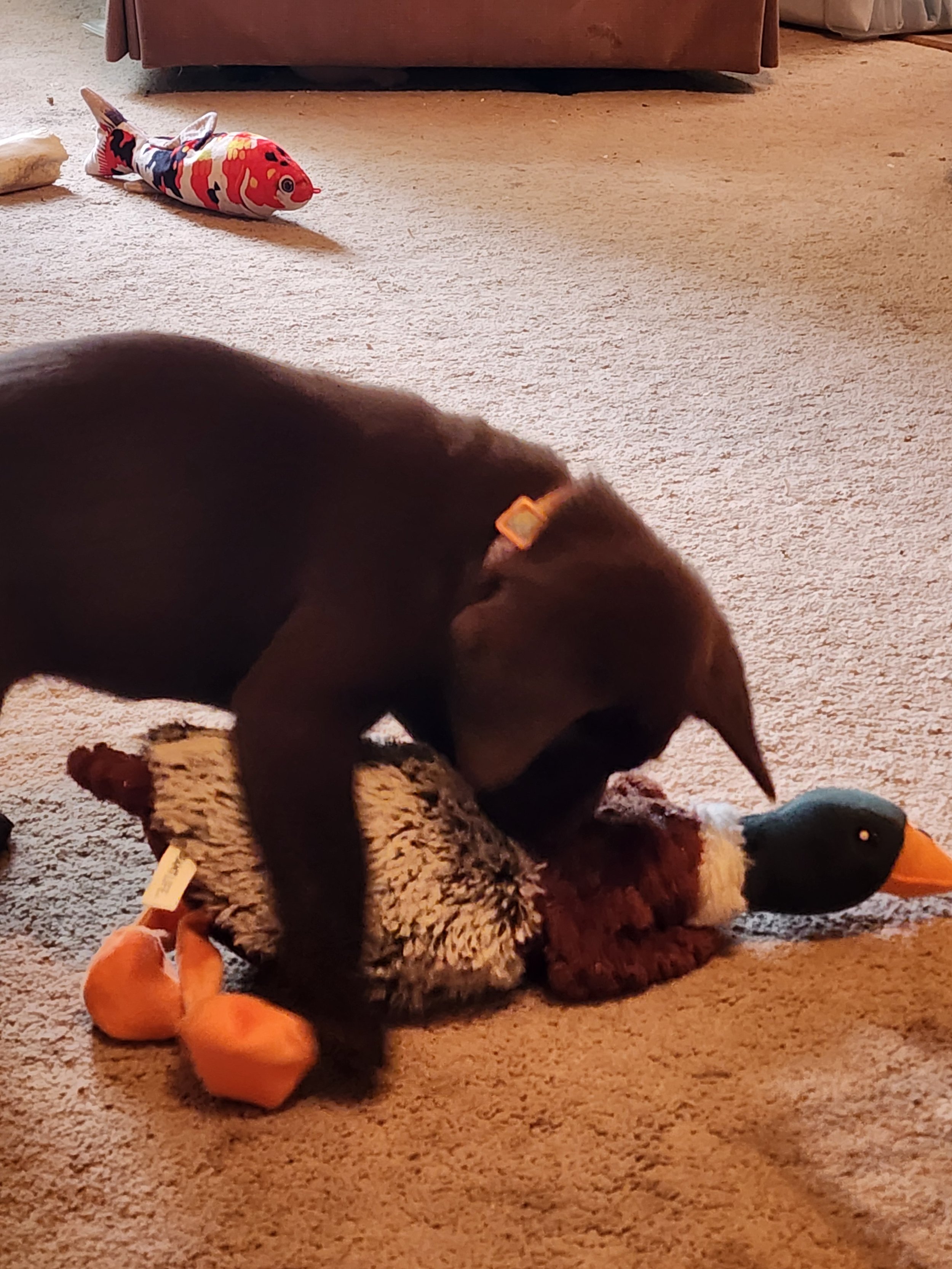 A brown puppy playing with plush duck and other toys on a beige carpeted floor in a living room.