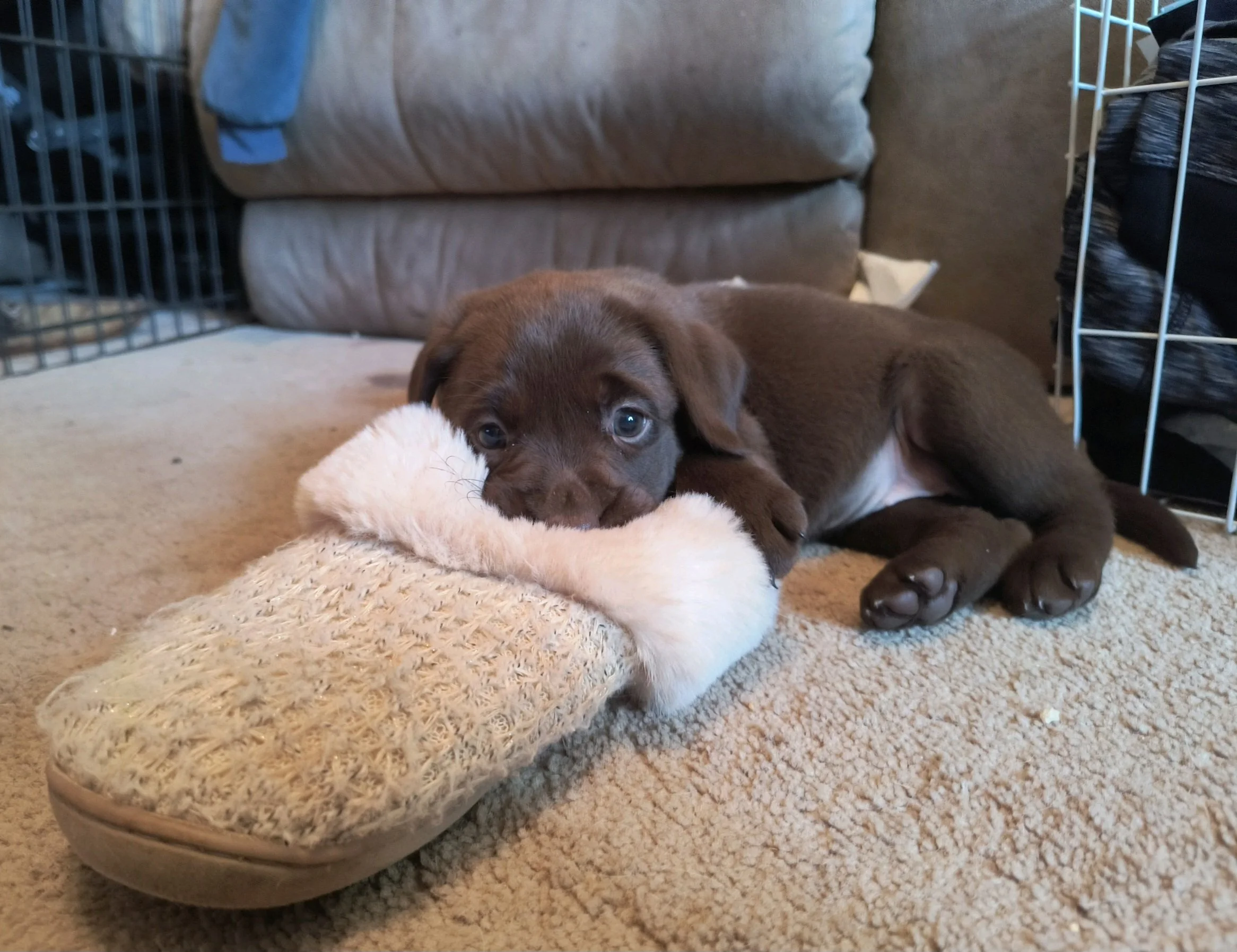 A cute brown puppy lying on a beige carpet and chewing on a fuzzy white slipper, with a sofa and dog crate in the background.