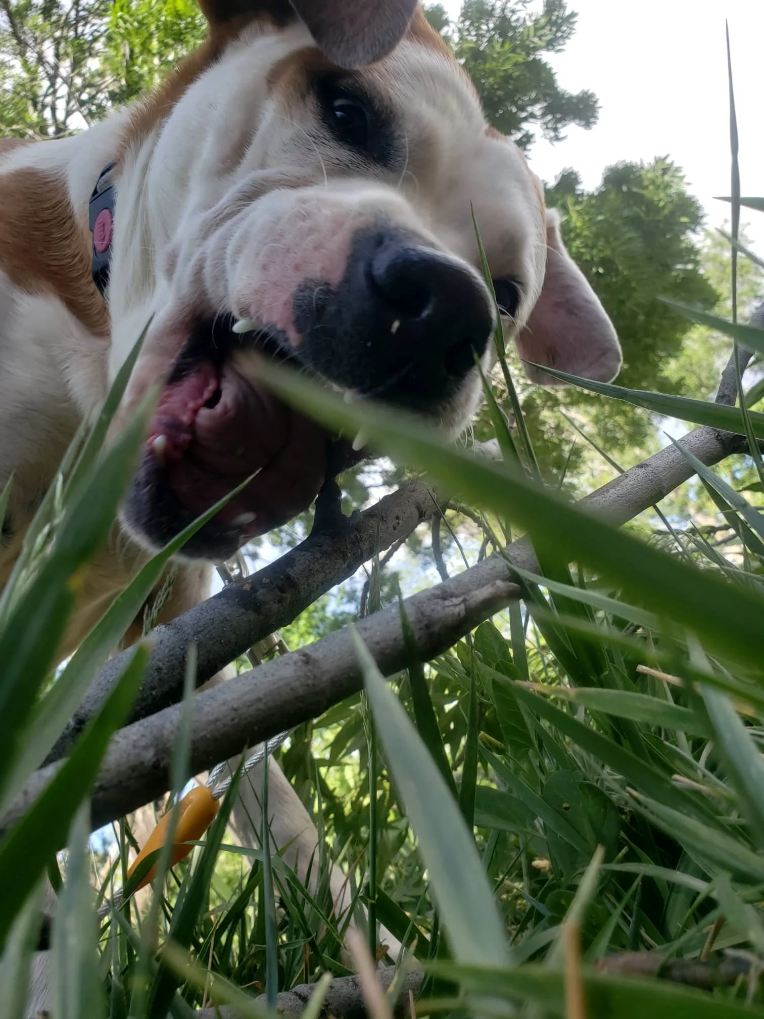 Close-up of a beagle dog biting a tree branch outdoors, surrounded by green grass and trees.