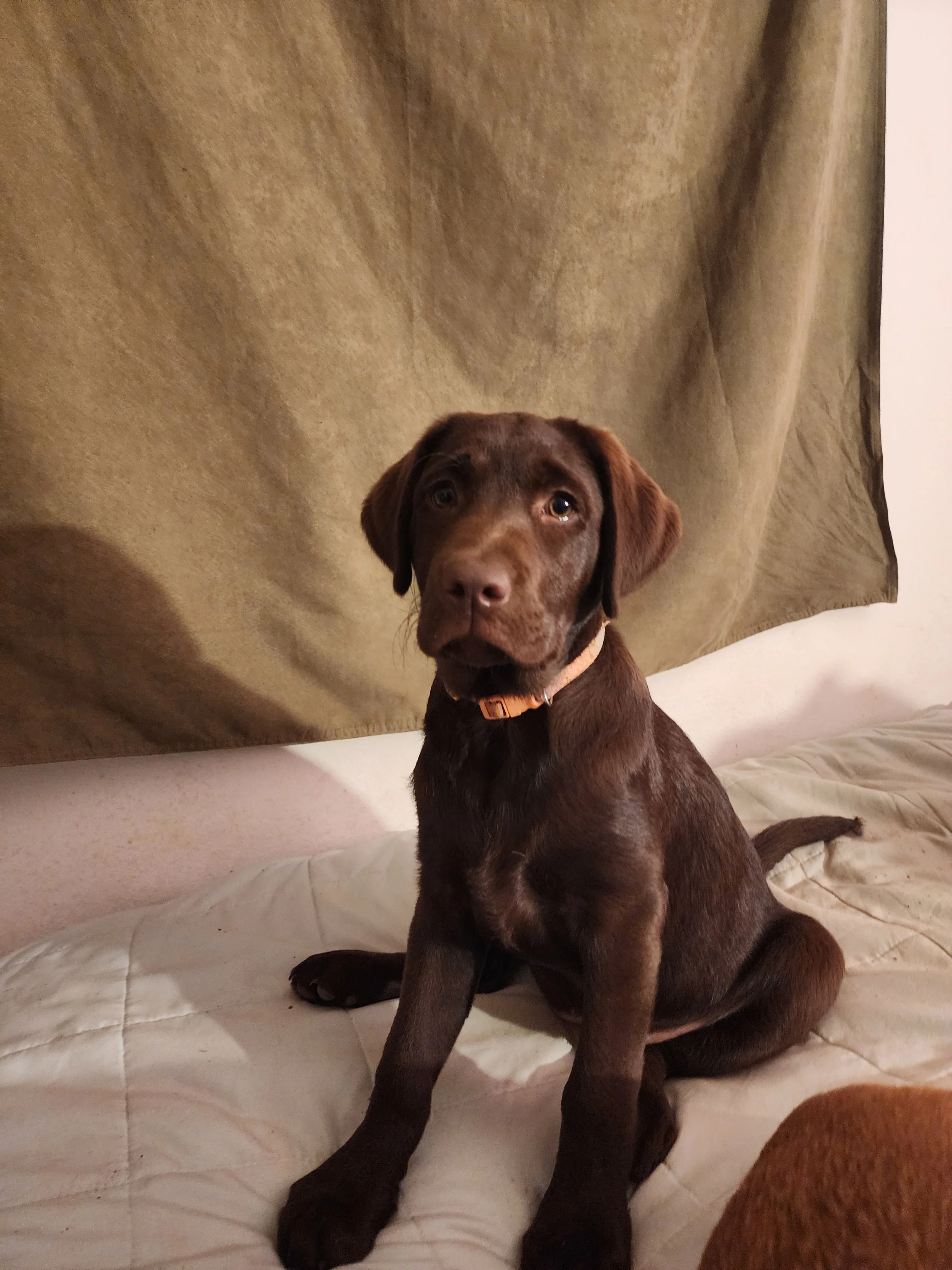 A brown Labrador puppy with a light-colored collar sitting on a white quilted surface in front of a greenish curtain.