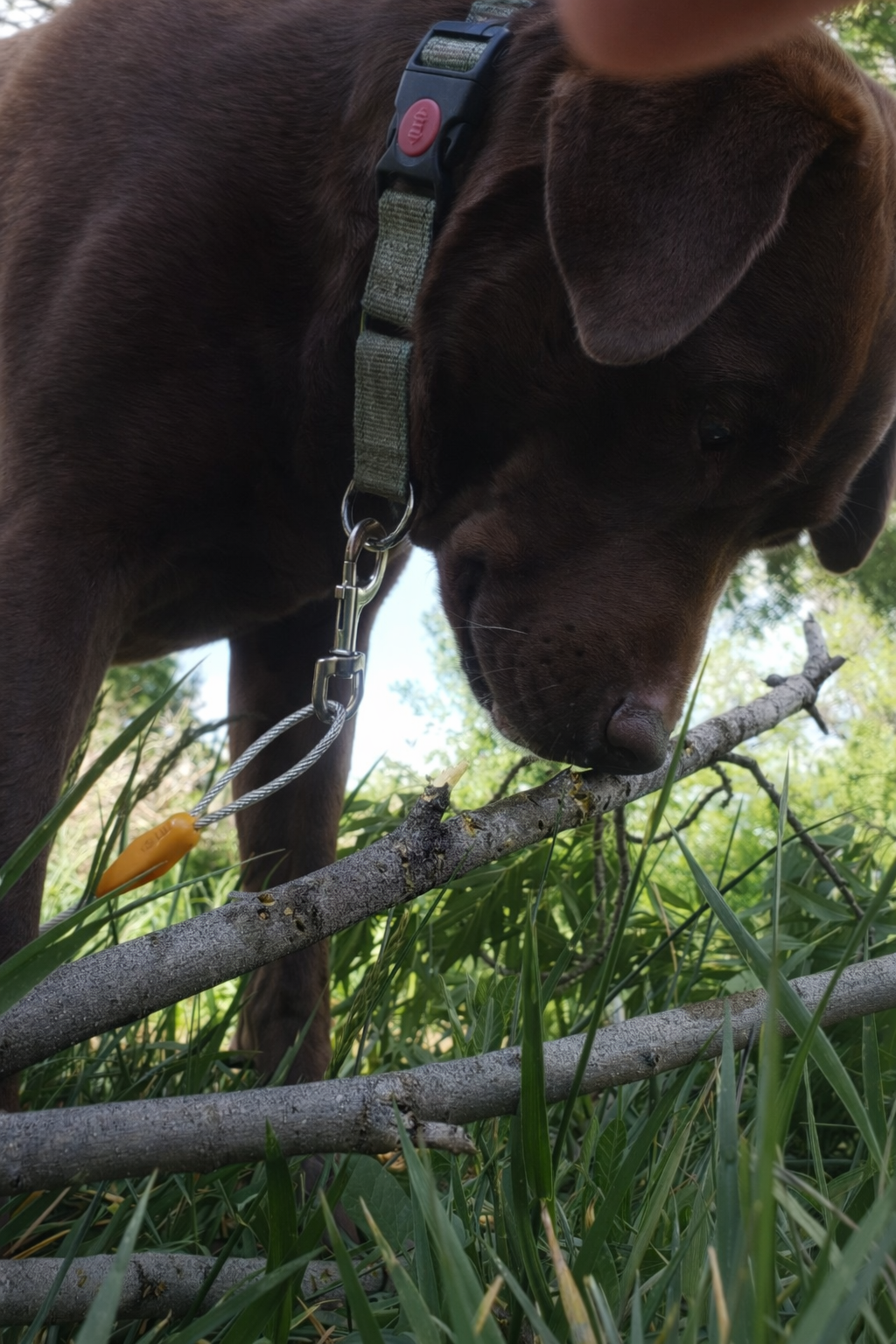 A brown dog with a collar sniffing a small branch in a grassy outdoor area.