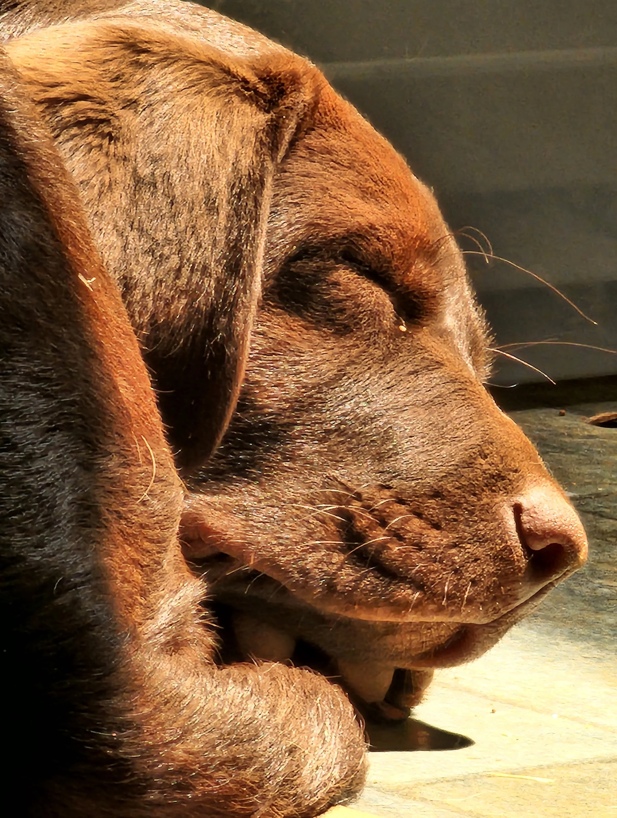 Close-up of a sleeping dog, likely a chocolate or brown Labrador Retriever, resting its head on the ground with eyes closed.