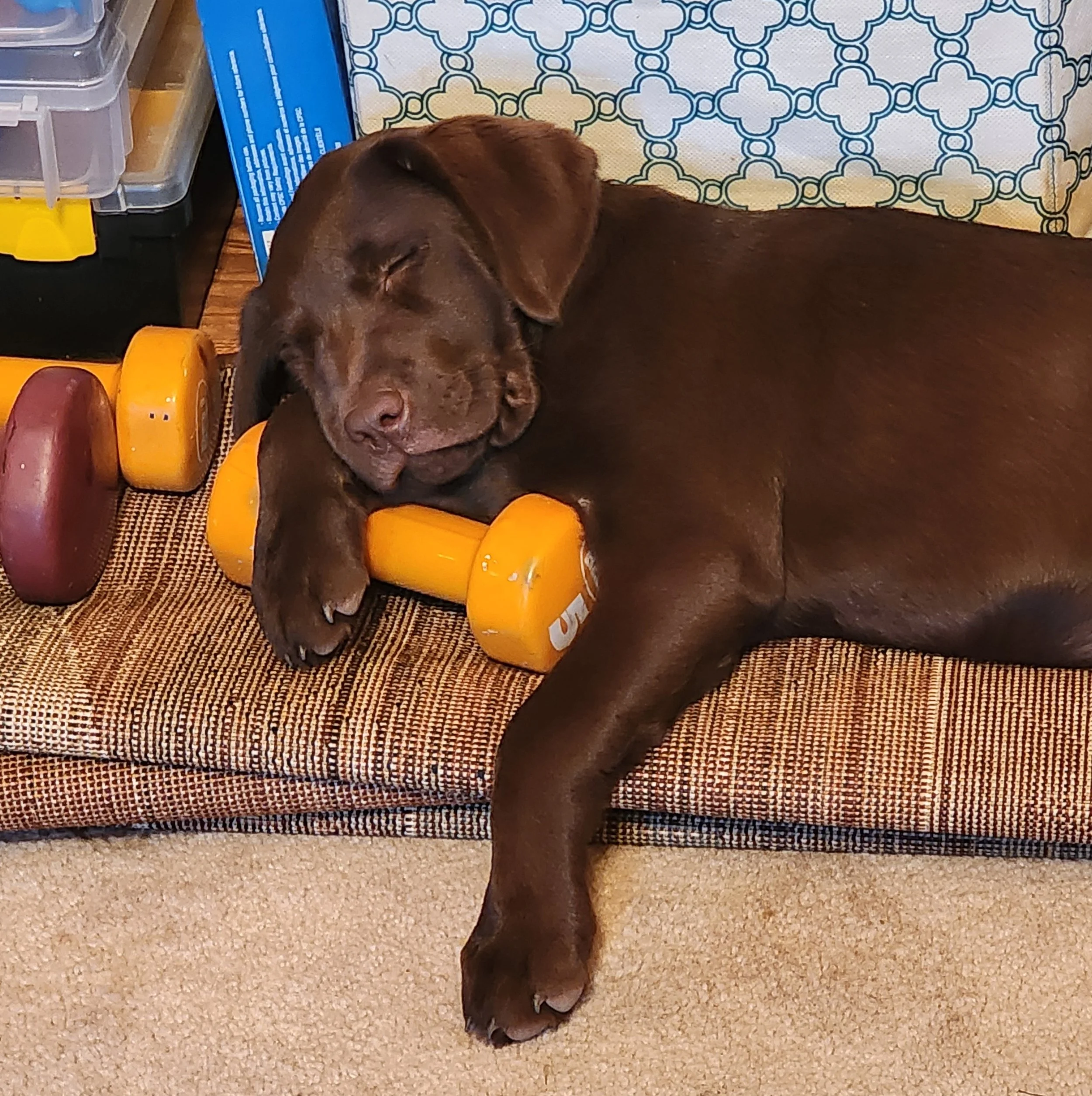 A brown puppy sleeping on a cushioned surface with a yellow dumbbell-shaped toy.
