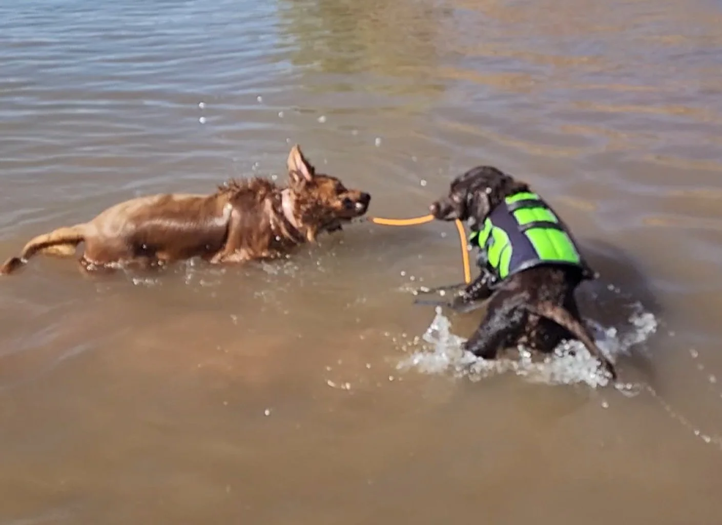 A dog and a service dog playing tug-of-war with a stick in shallow water.