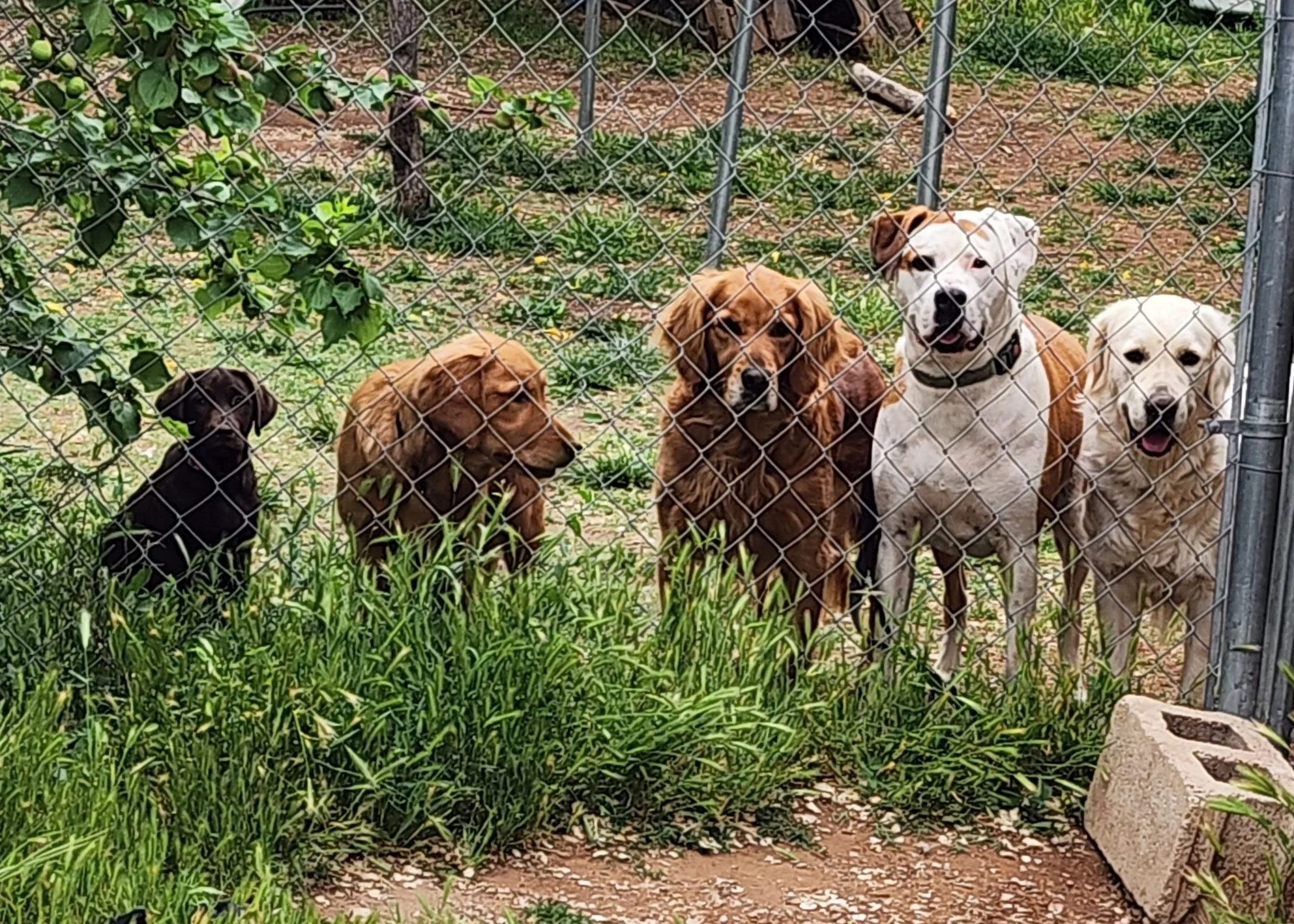 Five dogs behind a chain-link fence in a grassy outdoor area.