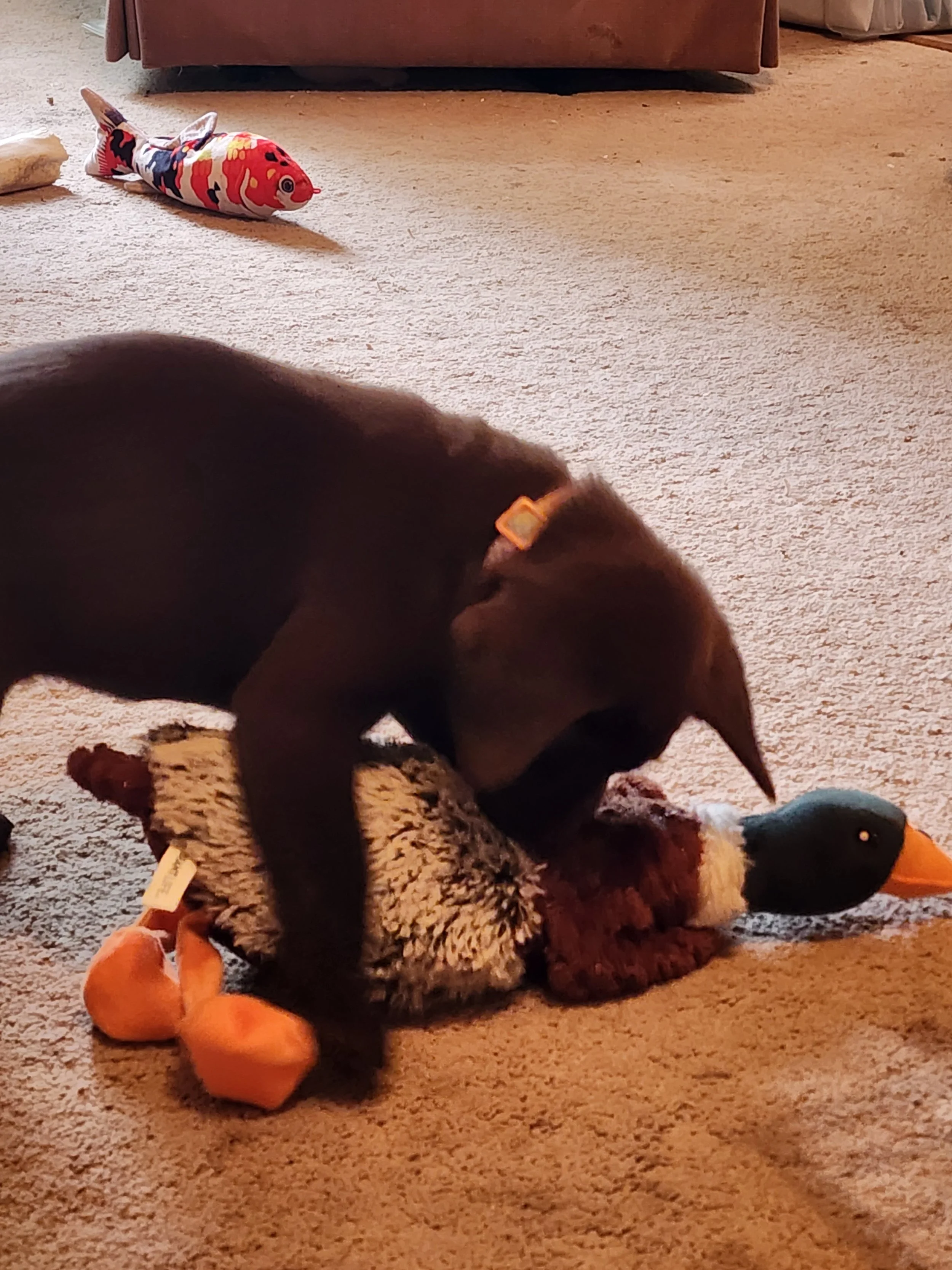 A black puppy playing with a collection of stuffed duck toys on a beige carpet in a living room.