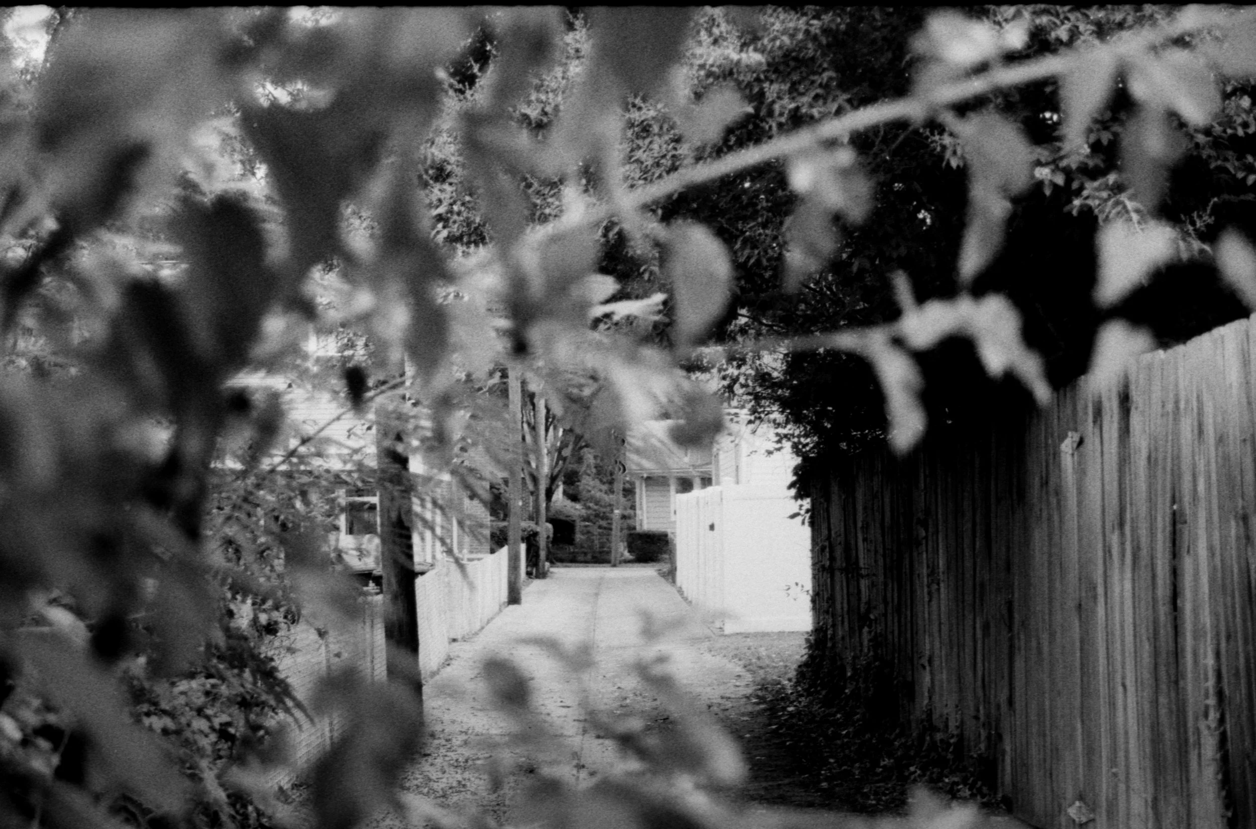 Black and white photo of a narrow alleyway with a dirt path, lined with wooden fences and trees, with leaves and branches in the foreground.