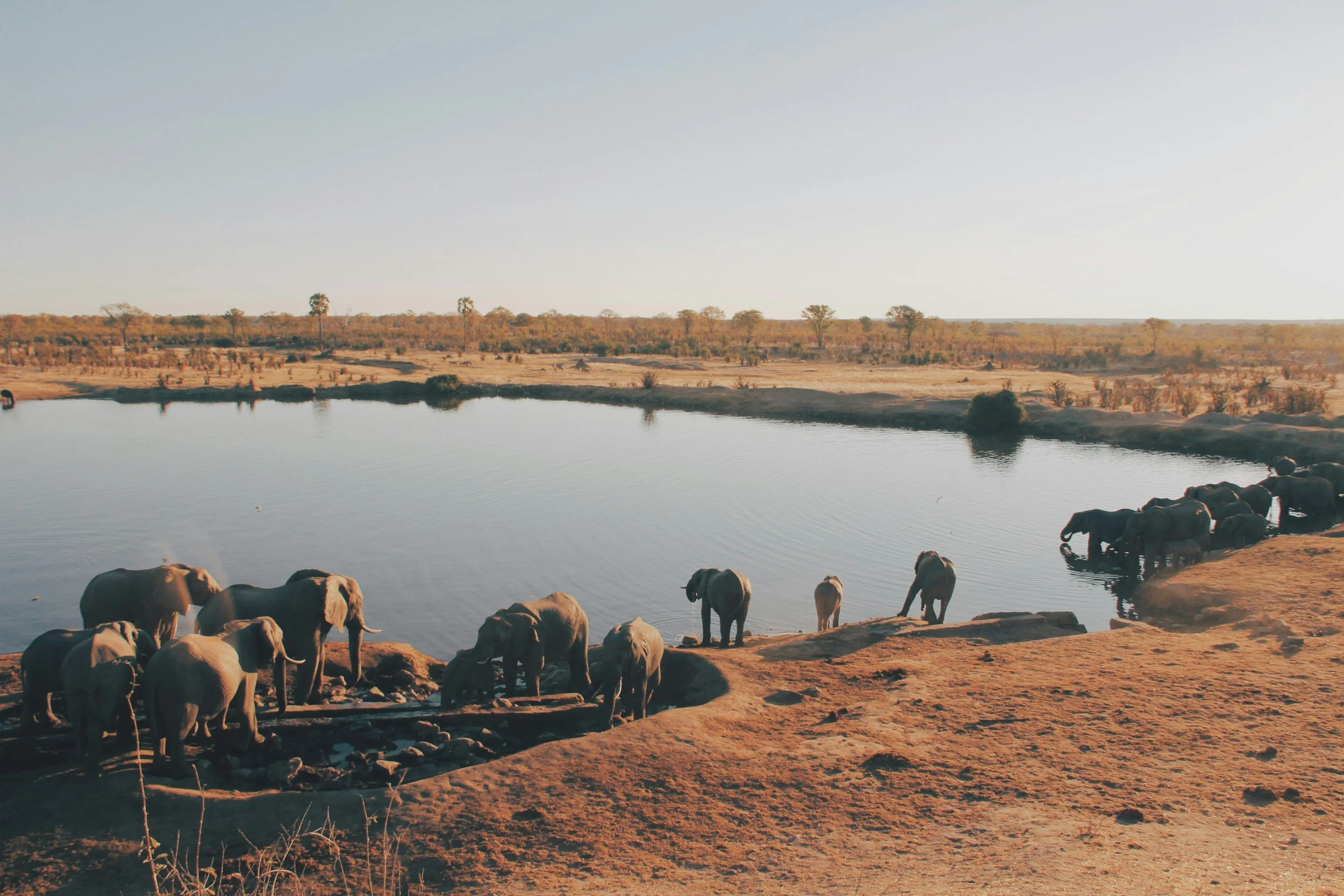Elephants drinking water at a pond in a dry, open savannah landscape during daylight.