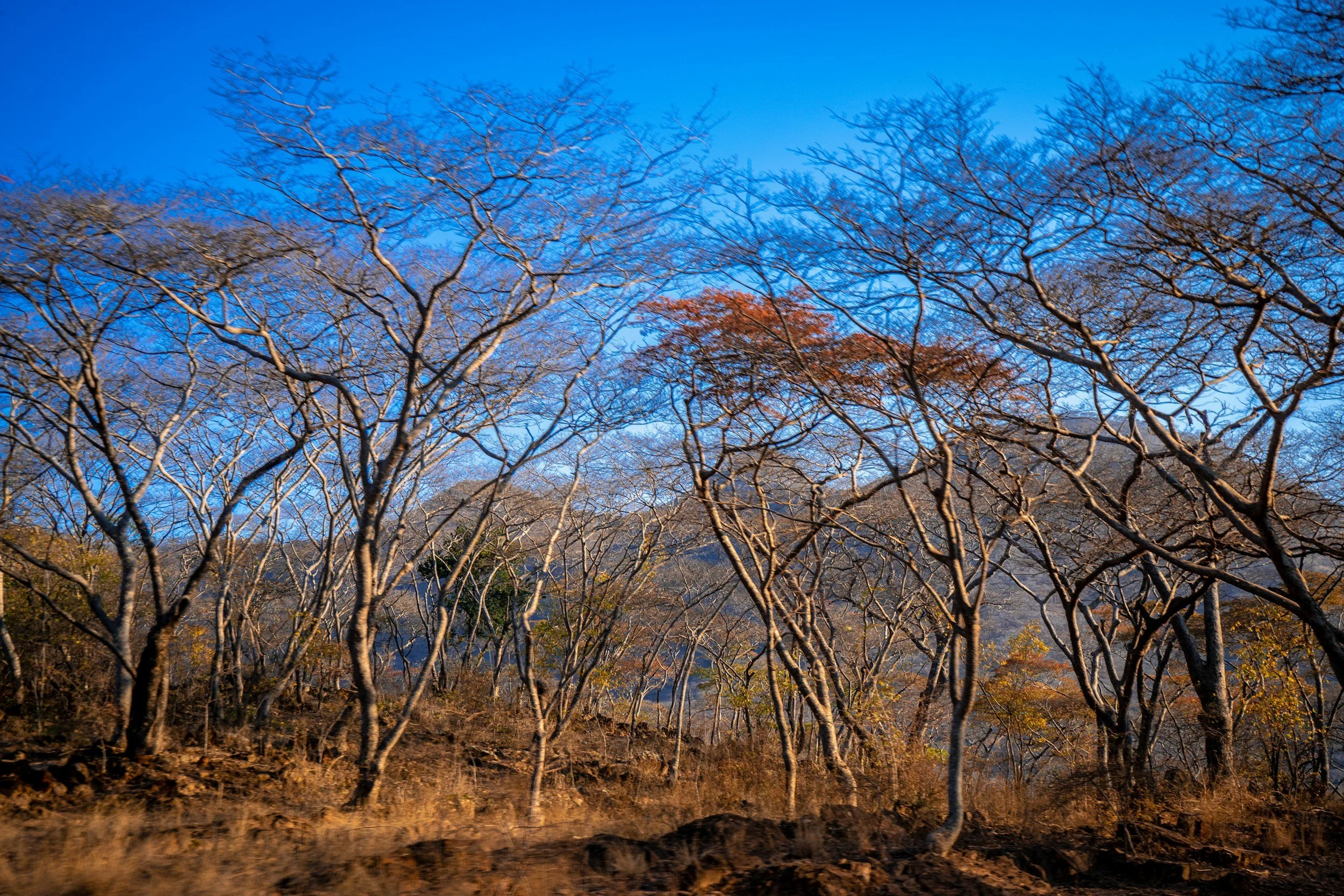 Bare trees in a forest with a clear blue sky