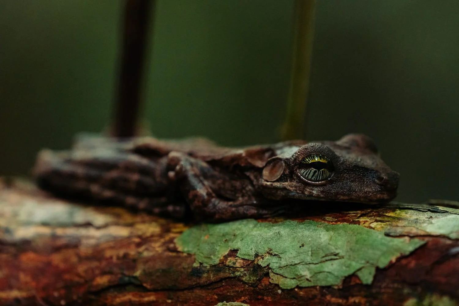 Close-up of a frog resting on a tree branch amid green leaves with a dark background.