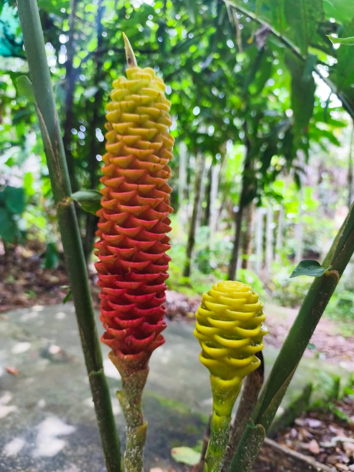 Colorful tropical flowers, yellow and red, growing on tall stems in a lush green jungle environment.