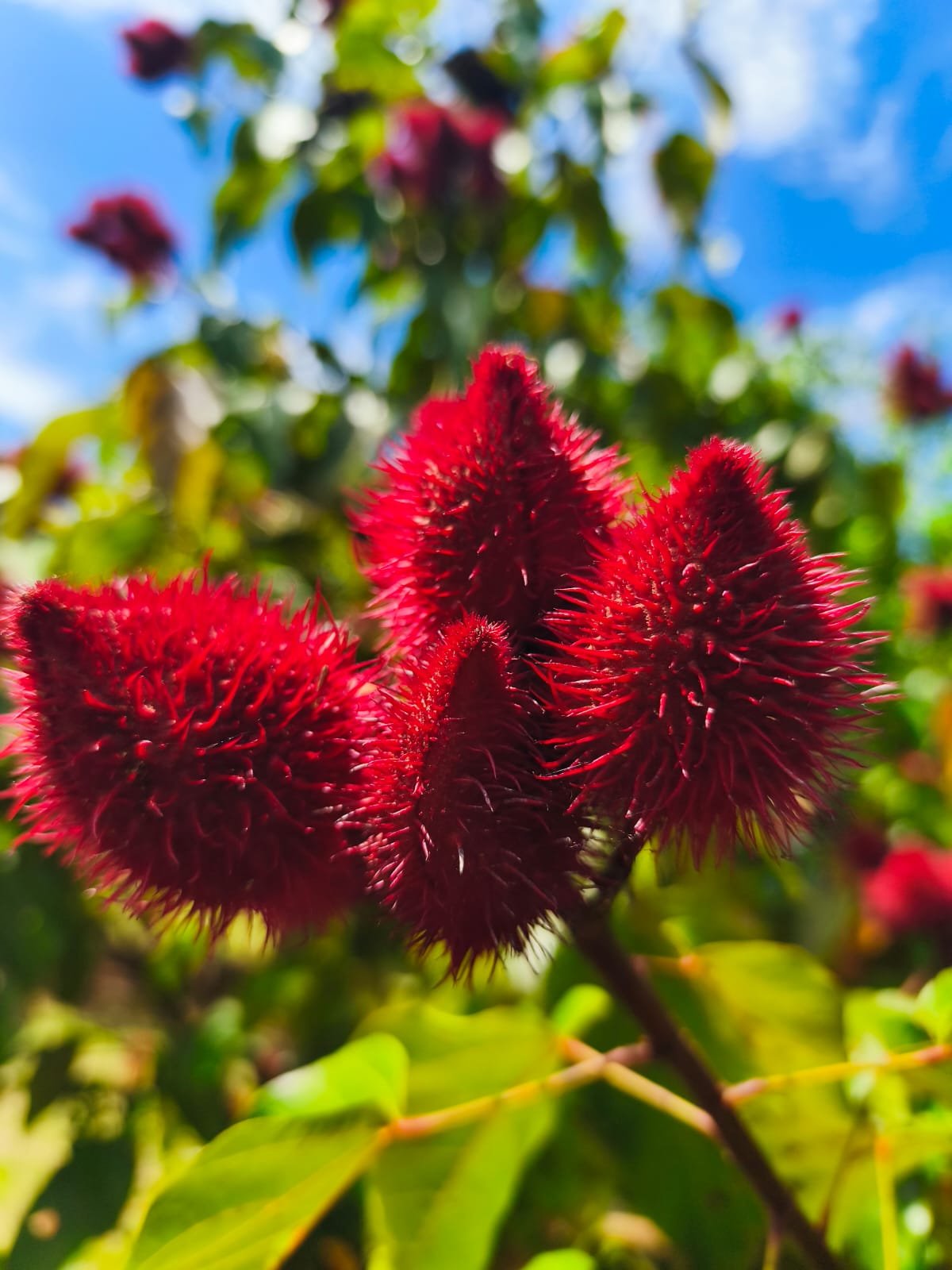 Close-up of bright red, spiky, cone-shaped flower cluster on a green stem, with green leaves and a blue sky with some clouds in the background.