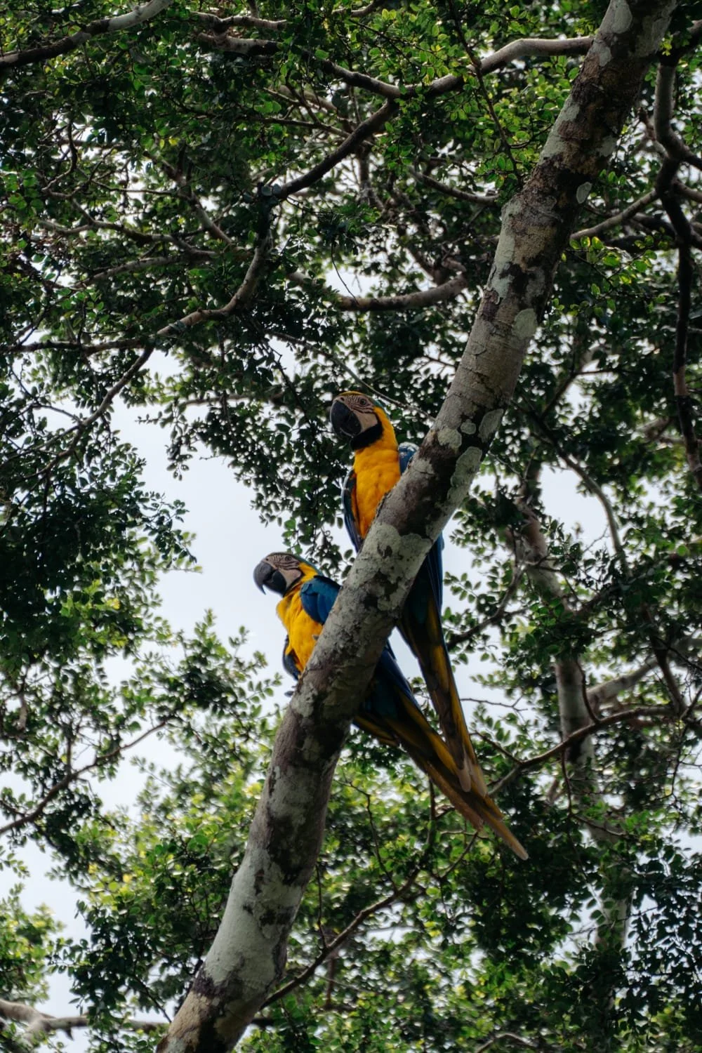Two colorful parrots perched on a tree branch among green leaves and branches.