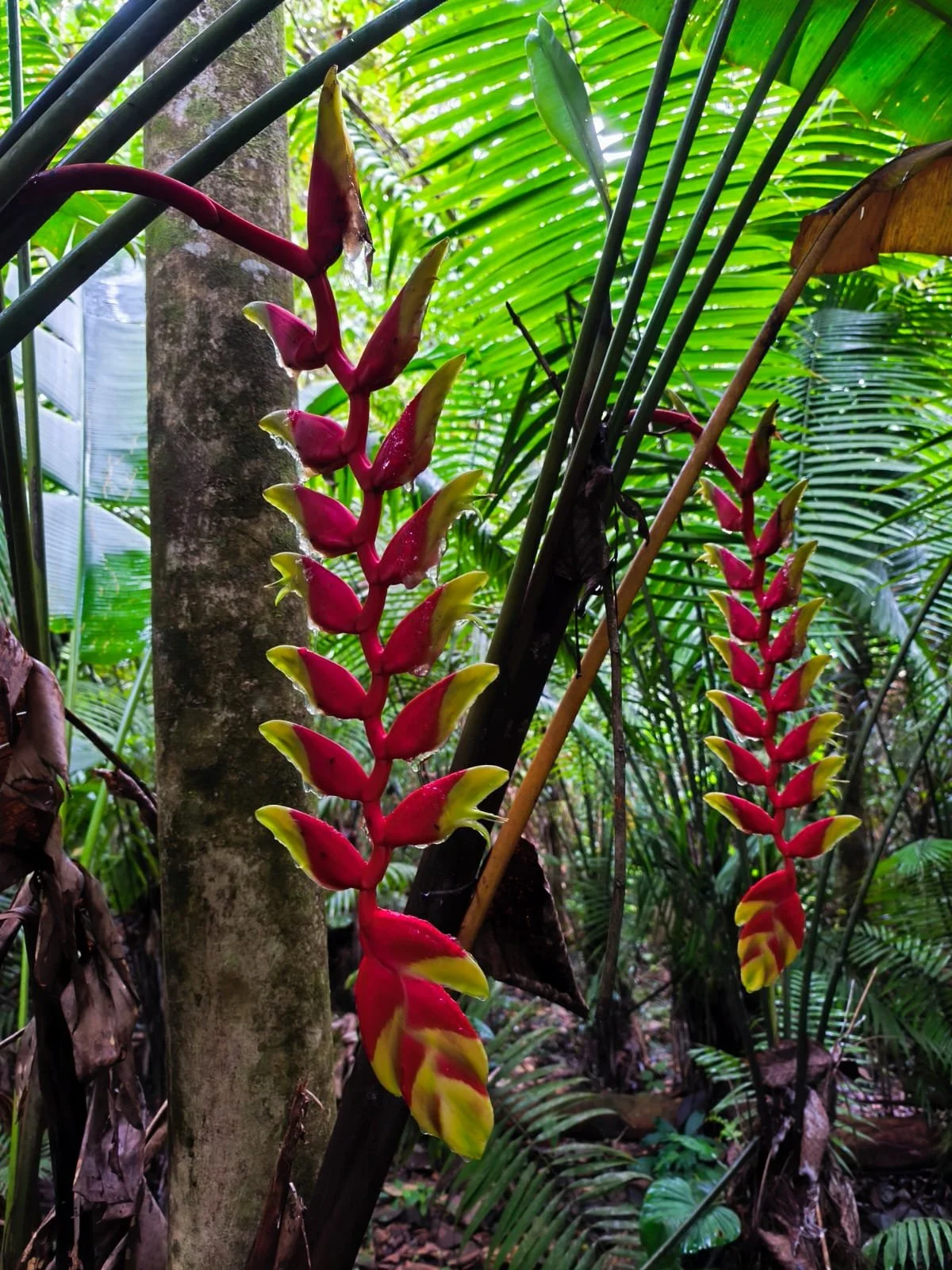Bright pink and yellow heliconia flower surrounded by lush green tropical foliage in a jungle setting.