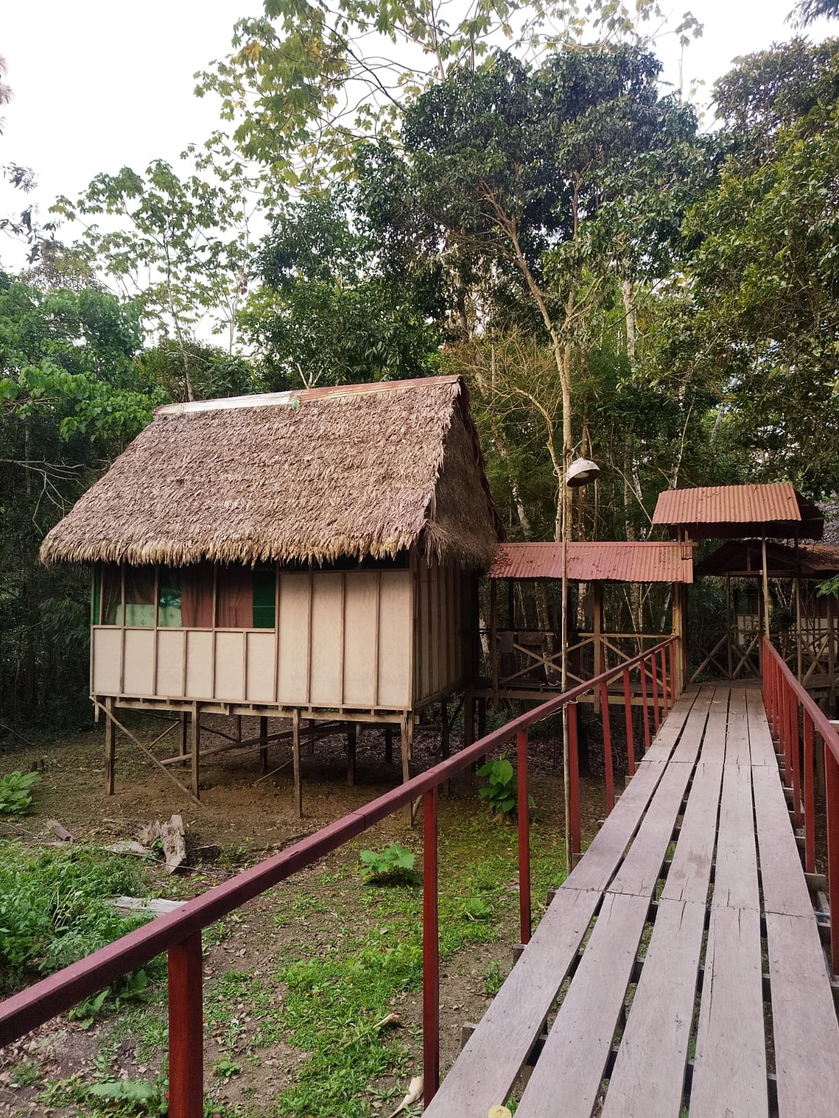 Elevated wooden house with a thatched roof, connected by a walkway in a lush, green forest.