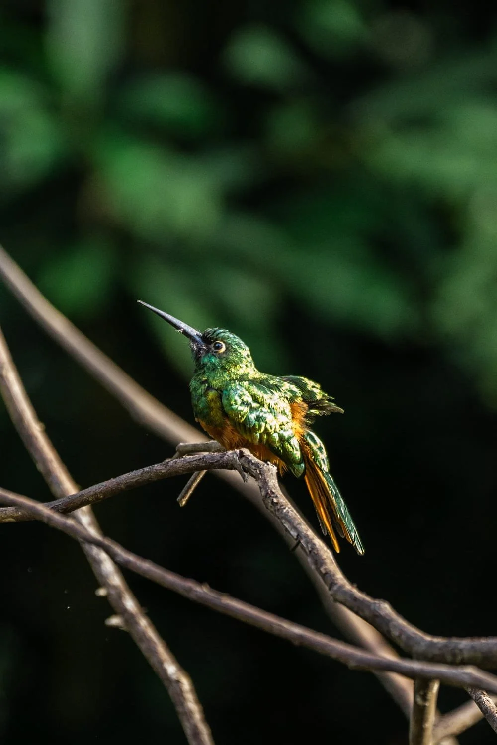 Small hummingbird with green and orange feathers perched on a thin branch with a dark green blurred background.