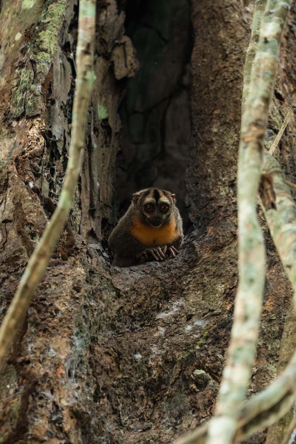 A small, furry mammal with large eyes and a colorful face perched inside a hollow tree trunk, surrounded by branches and rough bark.