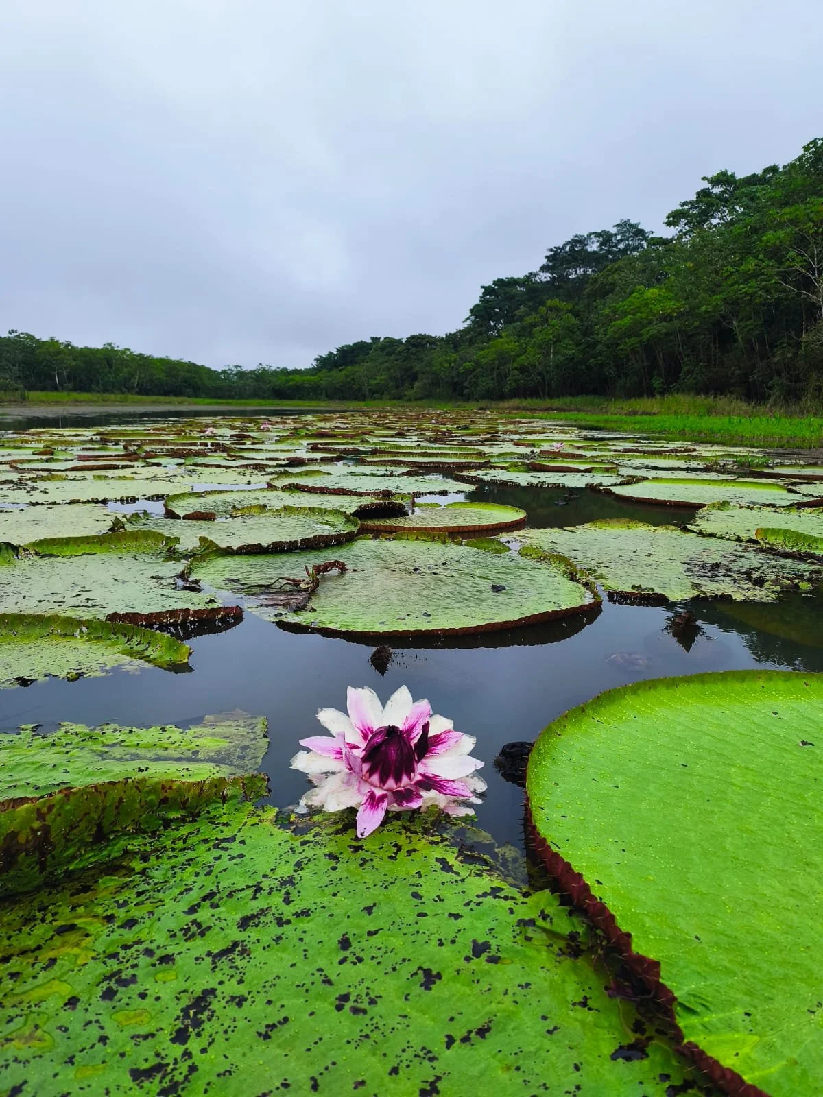 A pond with multiple green lily pads, some with purple and white water lilies, surrounded by a dense green forest under a cloudy sky.