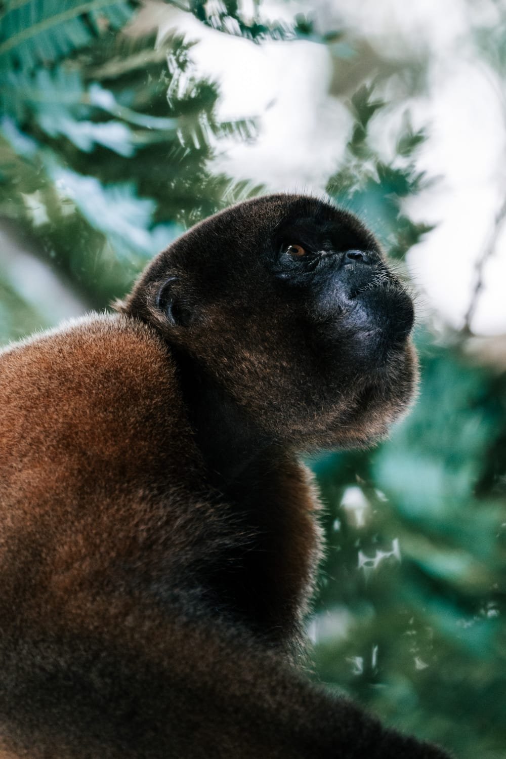 Close-up of a black and brown primate with a dark face, surrounded by green foliage.