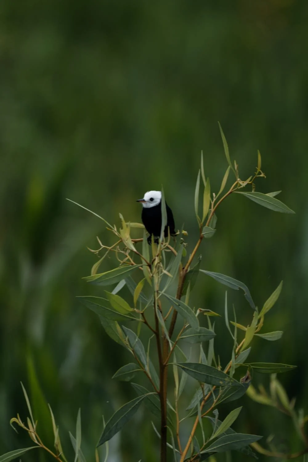 Small black and white bird perched on a green leafy plant with a blurred green background.