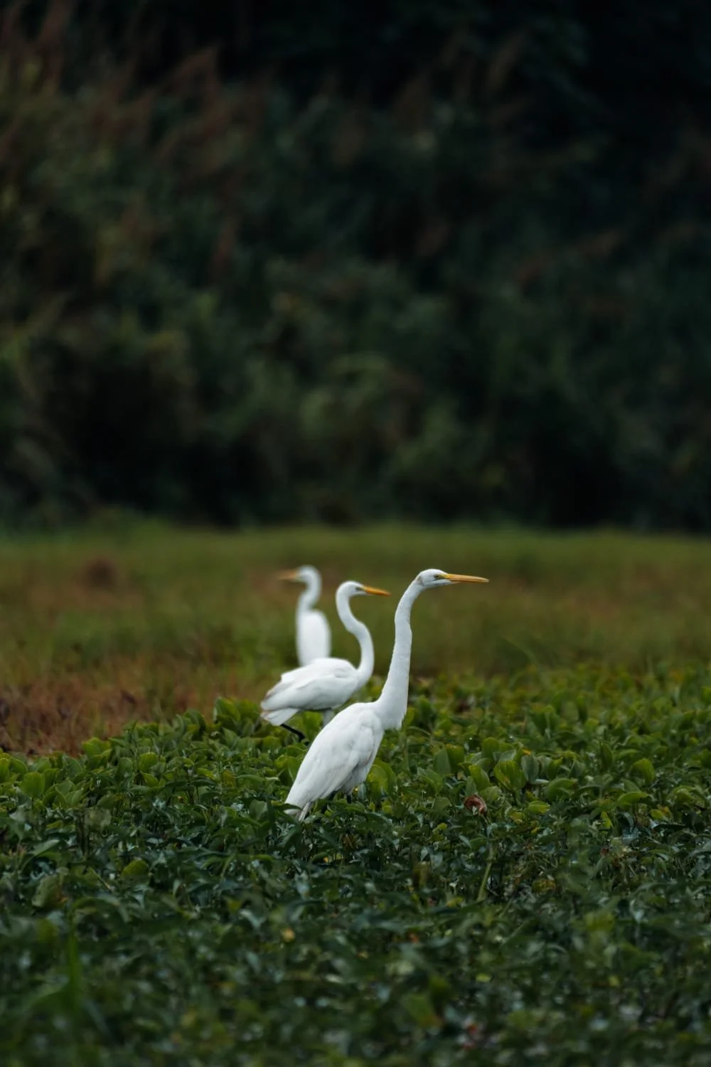 Three white herons standing on green plants in a natural wetland area with dark green trees in the background.