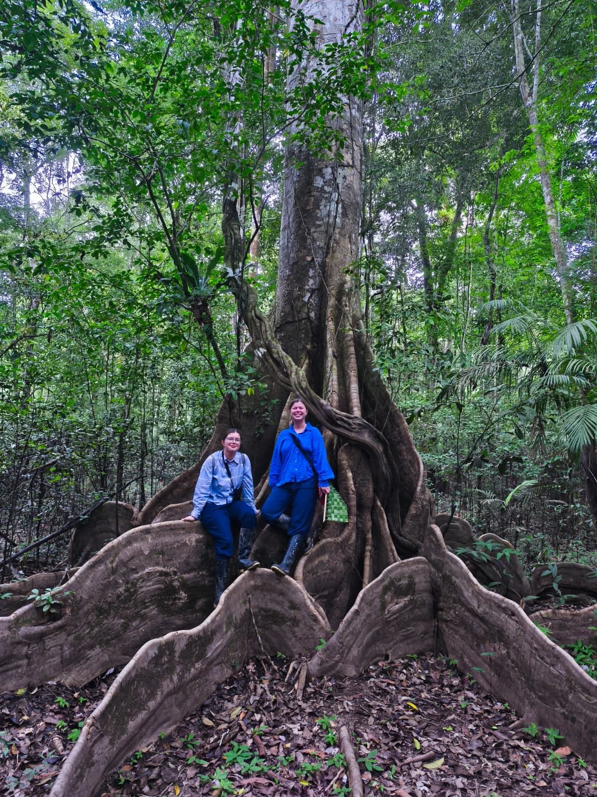 Two women standing on the roots of a large tree in a dense rainforest, surrounded by green foliage.