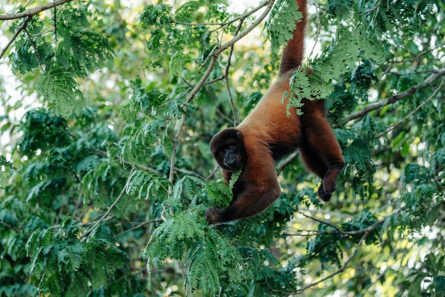 A brown and black howler monkey hanging from a tree branch surrounded by green leaves.