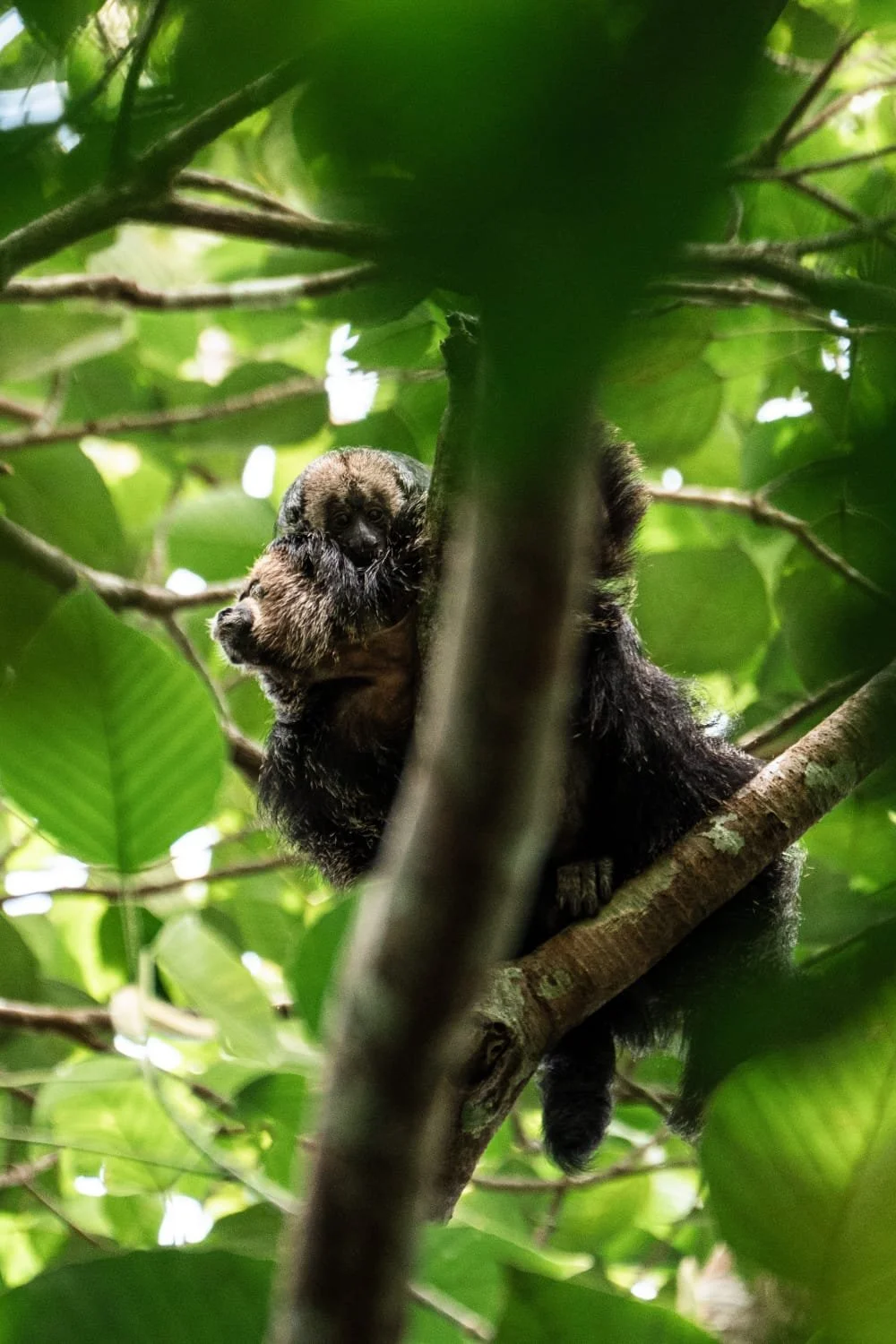 A baby sloth hanging from a tree branch surrounded by green leaves