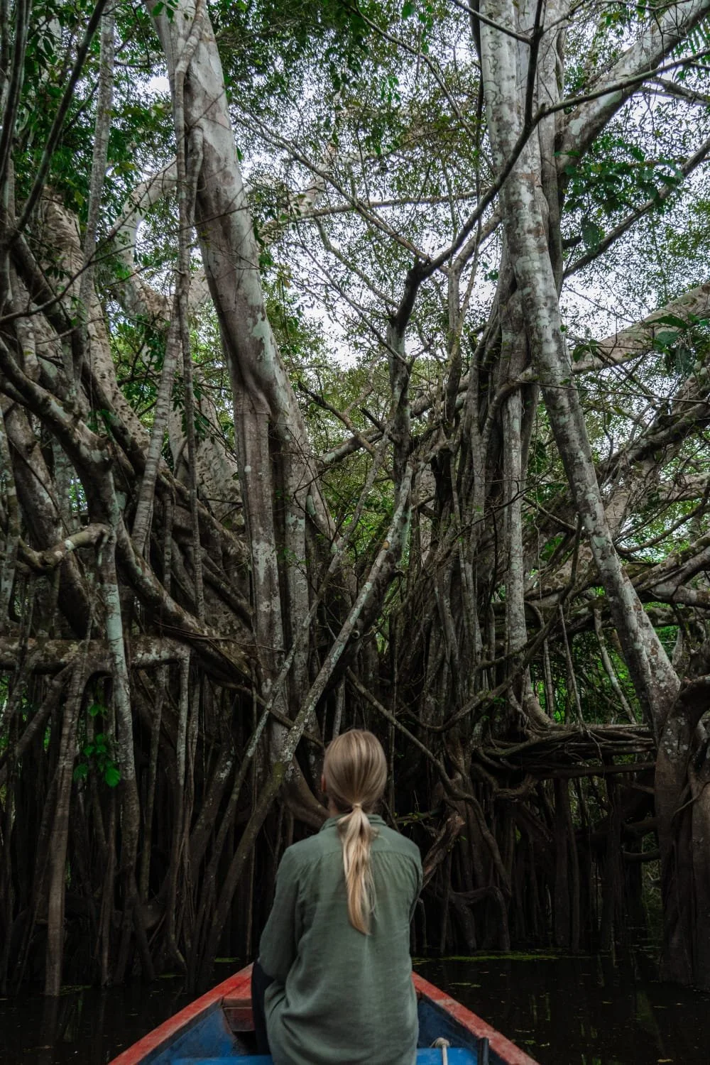 A person with blonde hair sitting in a boat, facing a dense mangrove forest with large, twisted roots and branches.