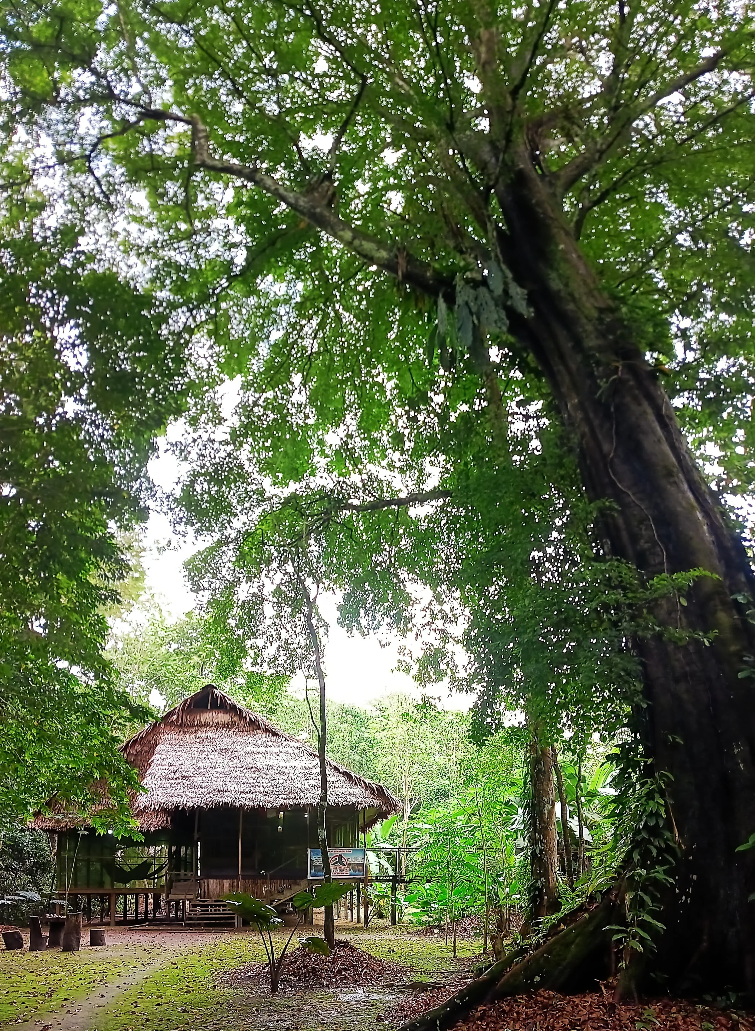 A large tree with a thick trunk and abundant green leaves overshadowing a thatched-roof hut with a porch, in a lush, tropical setting.