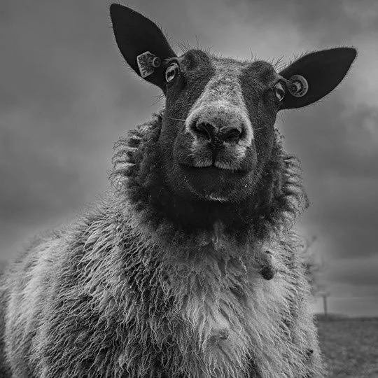 A sheep with a goat's face and ears, and dollar bills as earrings, standing in a field under a cloudy sky.