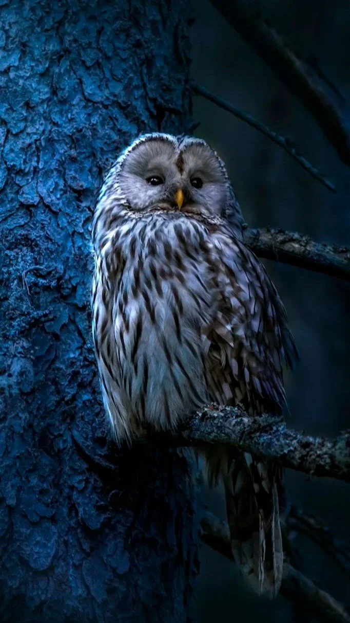 Night Owl