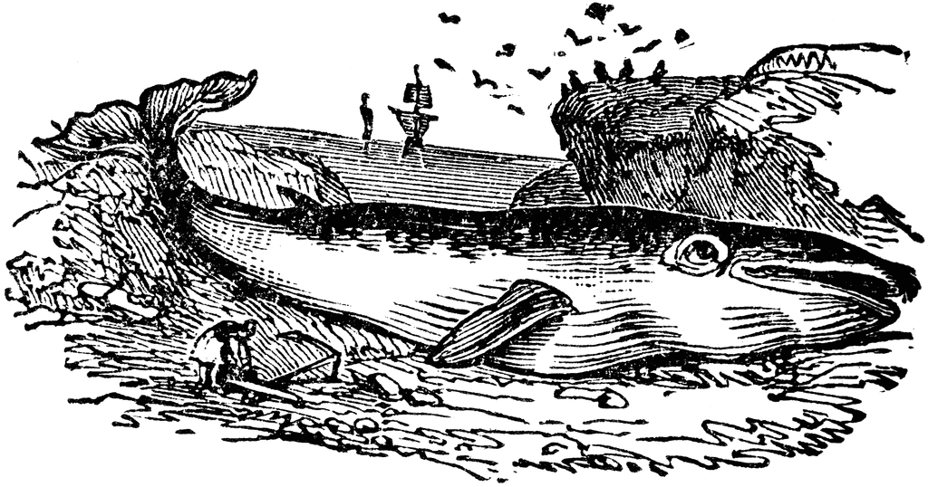 The Fantastical Allure of the Space Whale