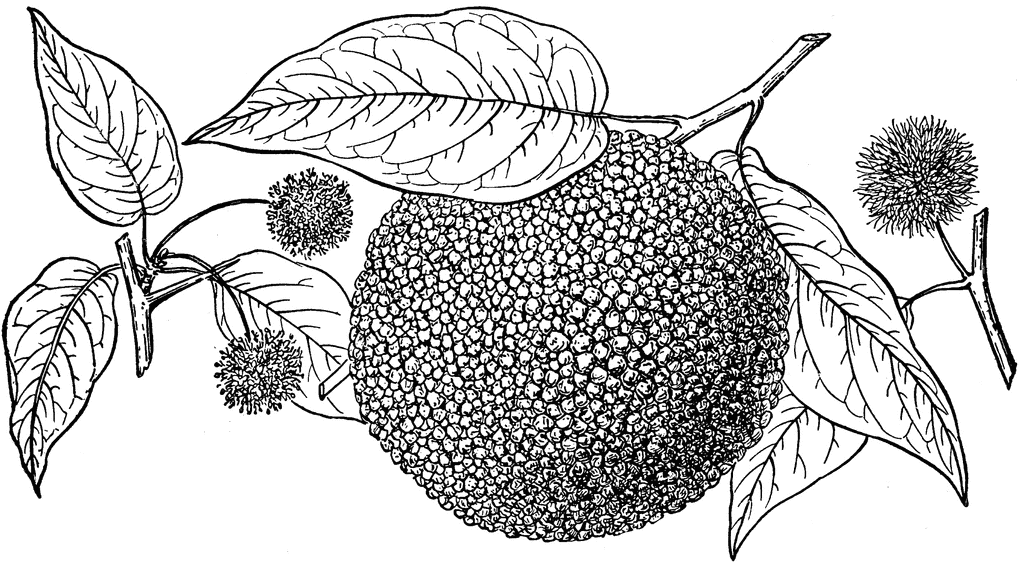 Does The Pioneer Woman Really Own The Land From Killers of the Flower Moon?